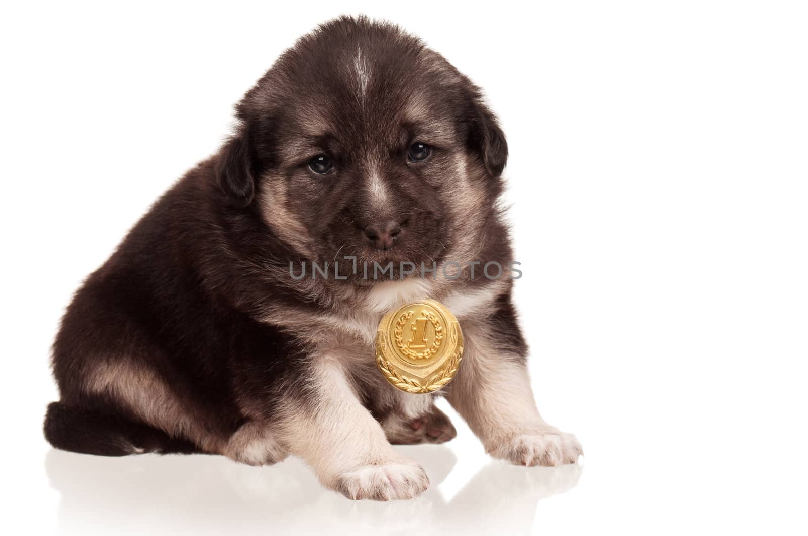 Cute puppy of 3 weeks old with gold medal on a white background