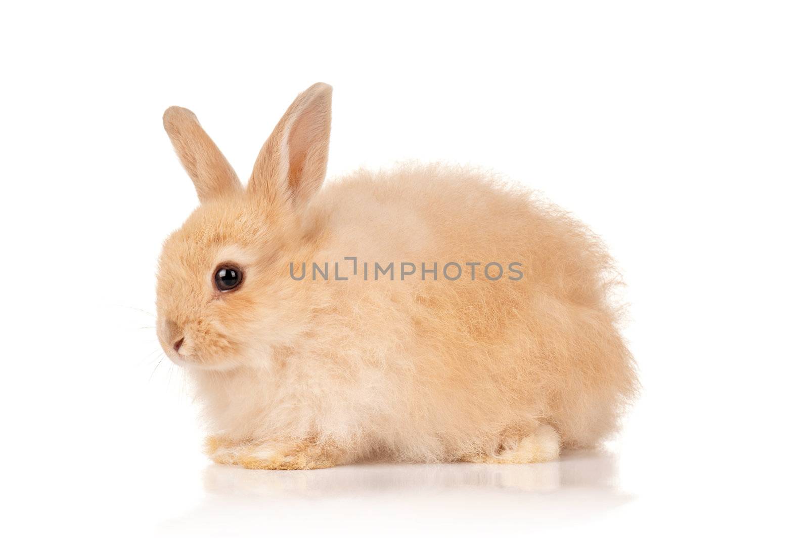 Portrait of adorable rabbit over white background