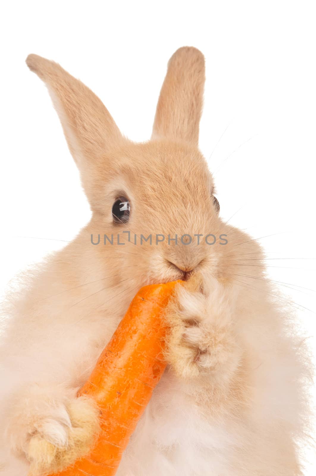 Cute rabbit by fotostok_pdv