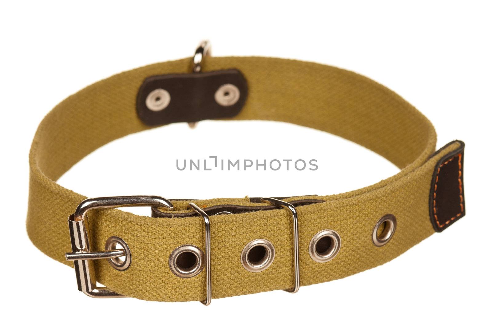 Dog collar by fotostok_pdv