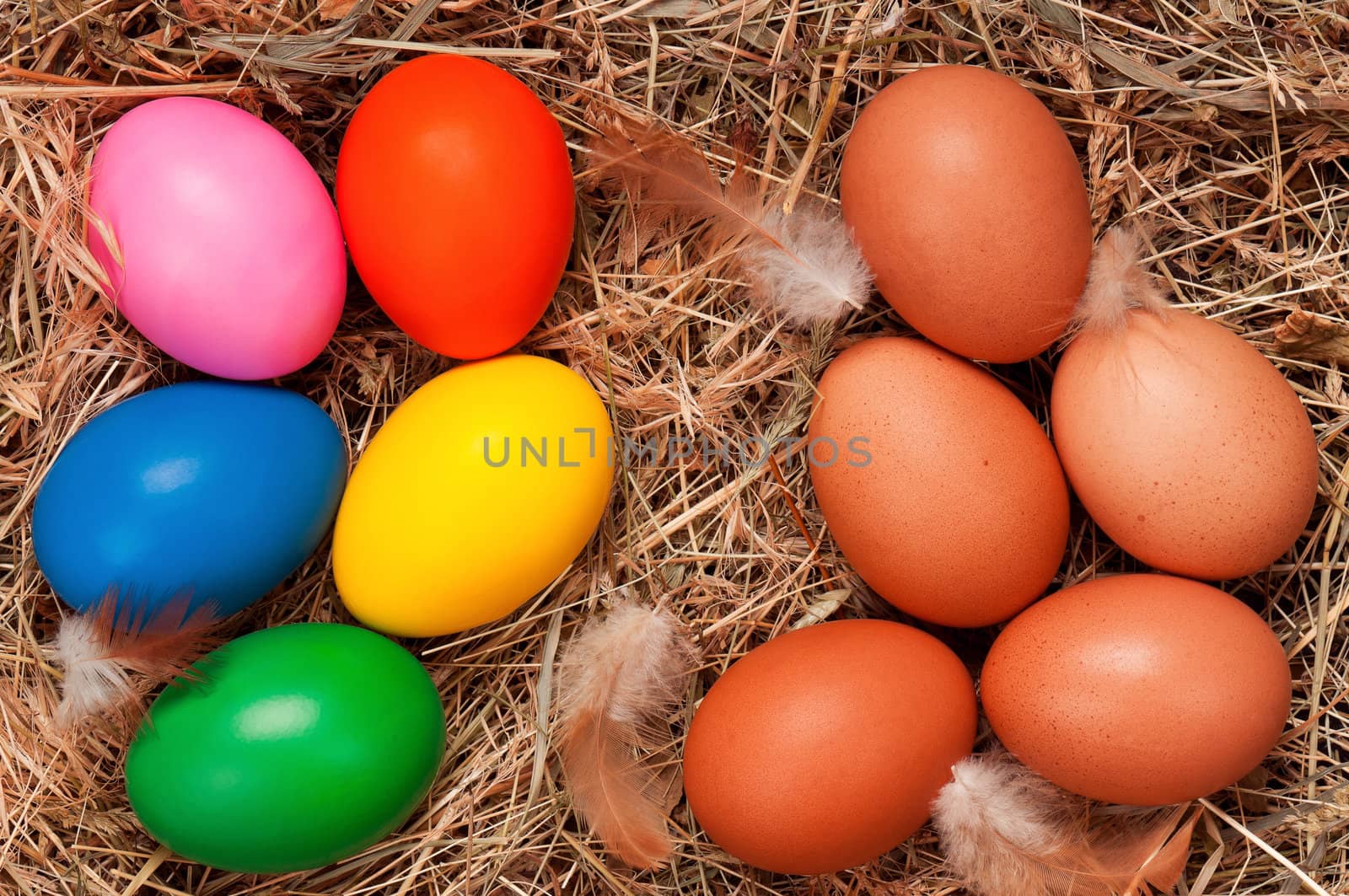 Fresh chicken eggs and Easter eggs in the natural nest of hay