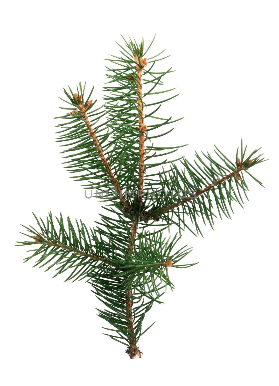 Fir branch by fotostok_pdv