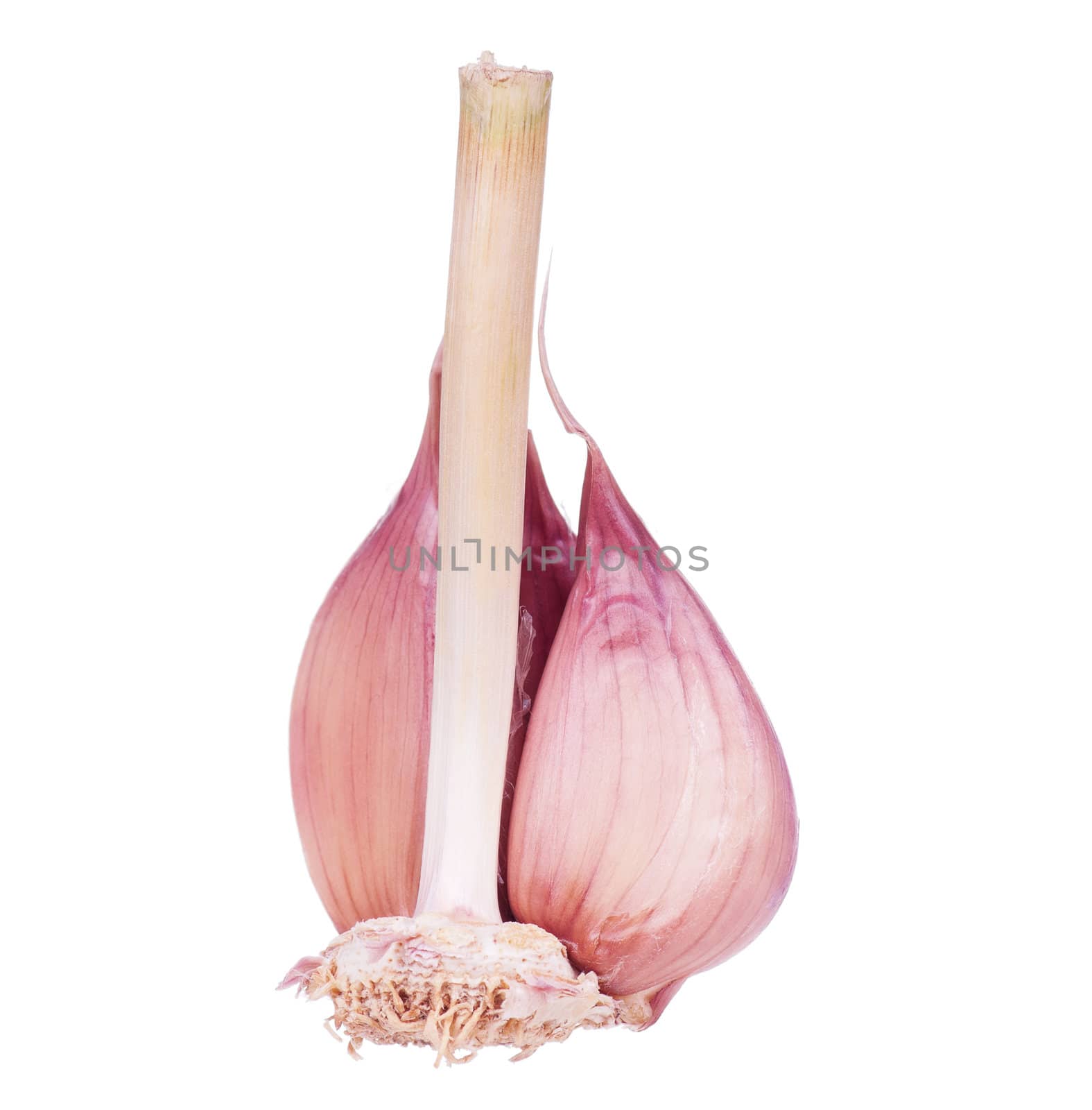 Fresh garlic by fotostok_pdv