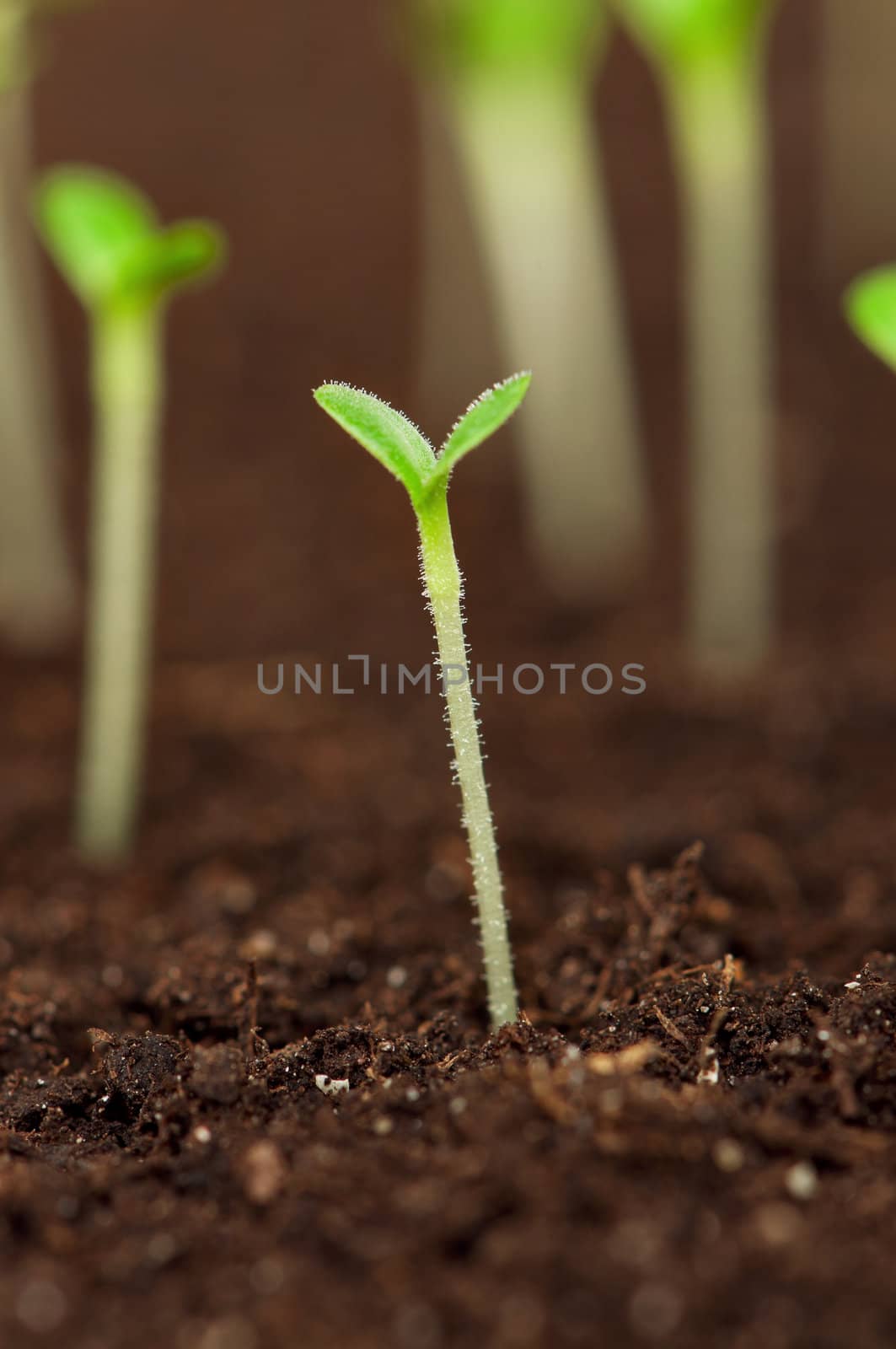 Close-up of green seedling growing out of soil