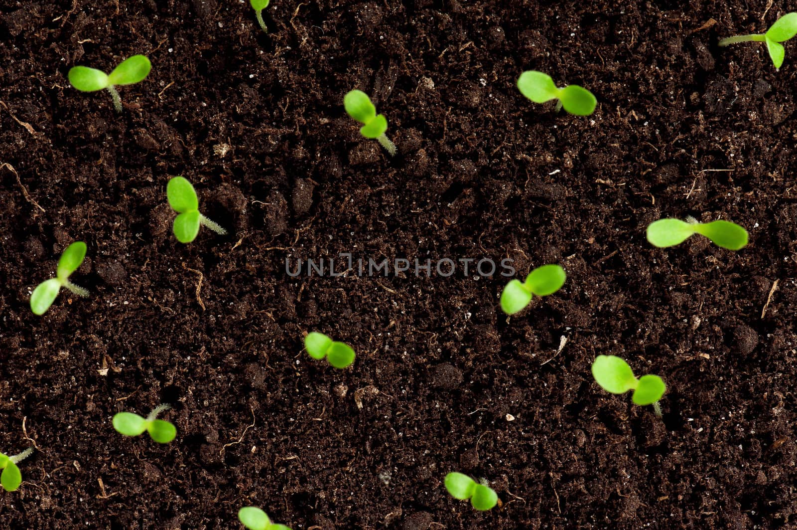 Close-up of green seedling growing out of soil