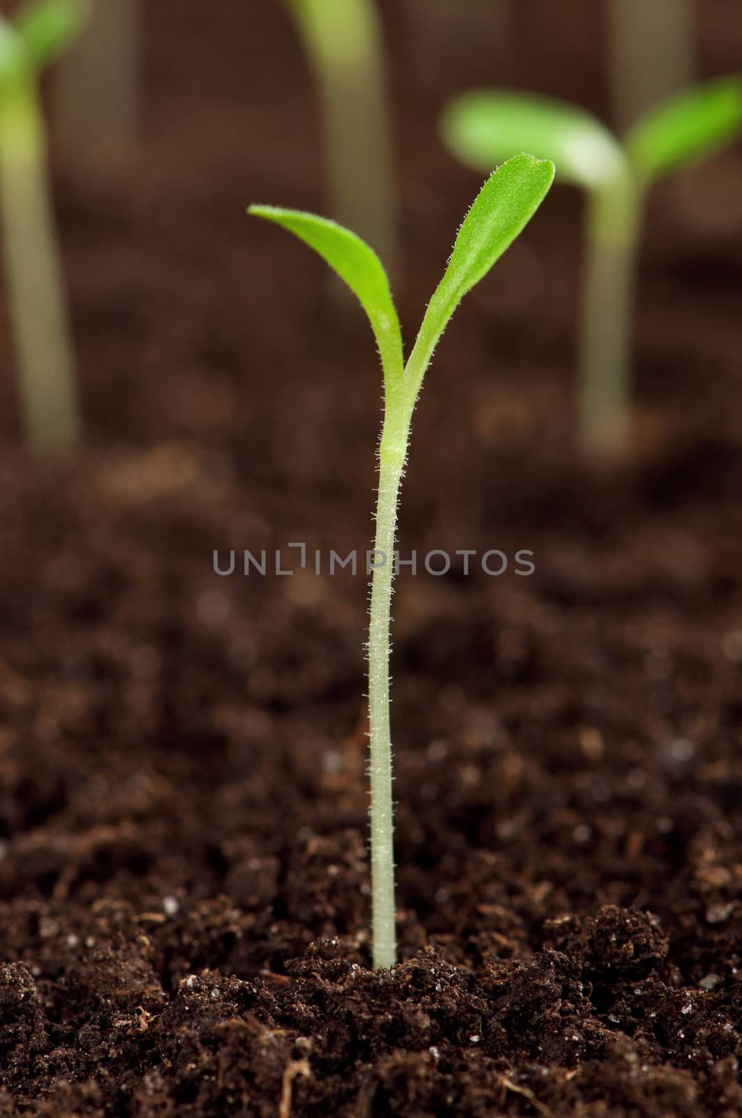 Close-up of green seedling growing out of soil