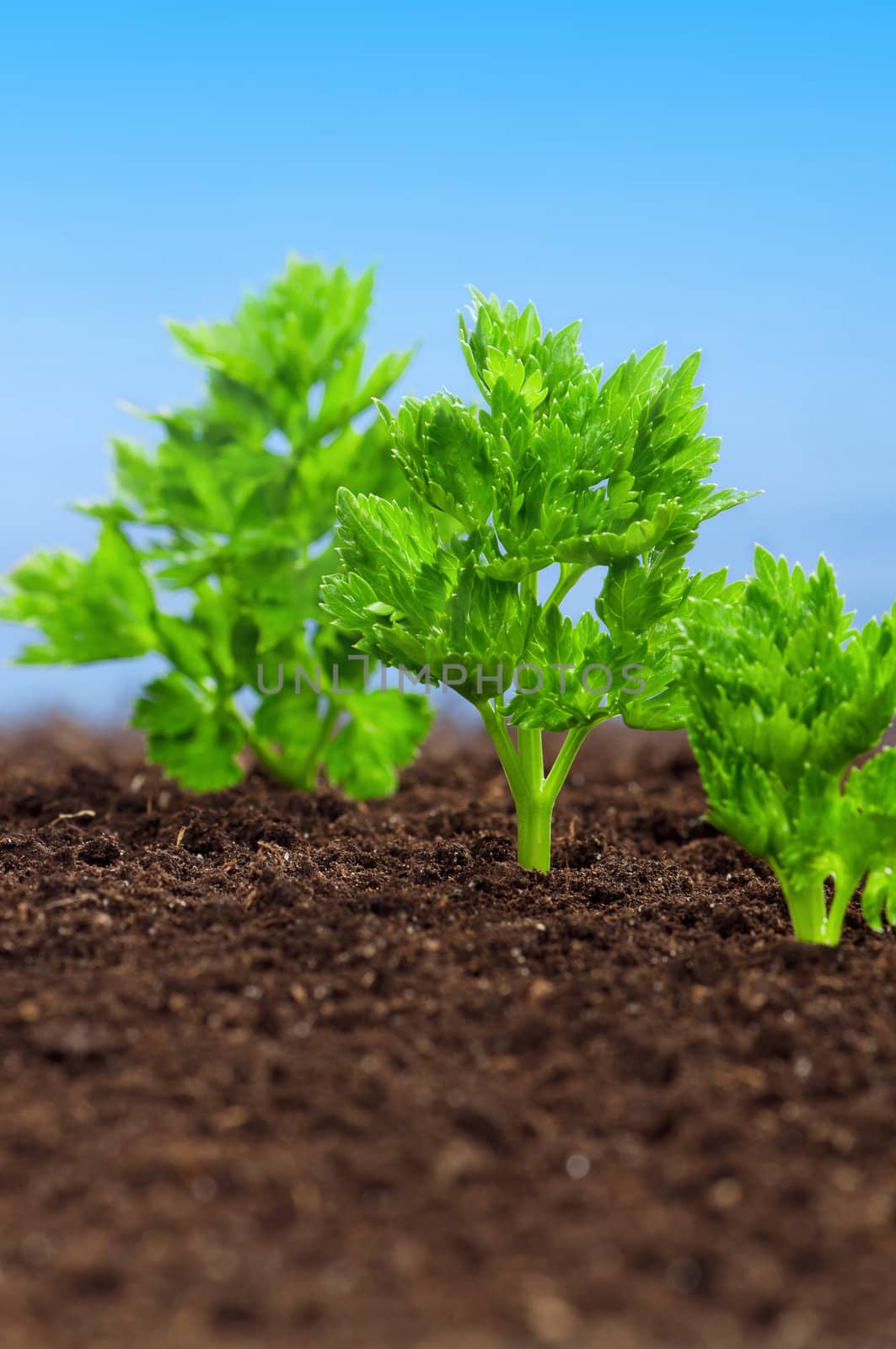 Close-up of green parsley growing out of soil