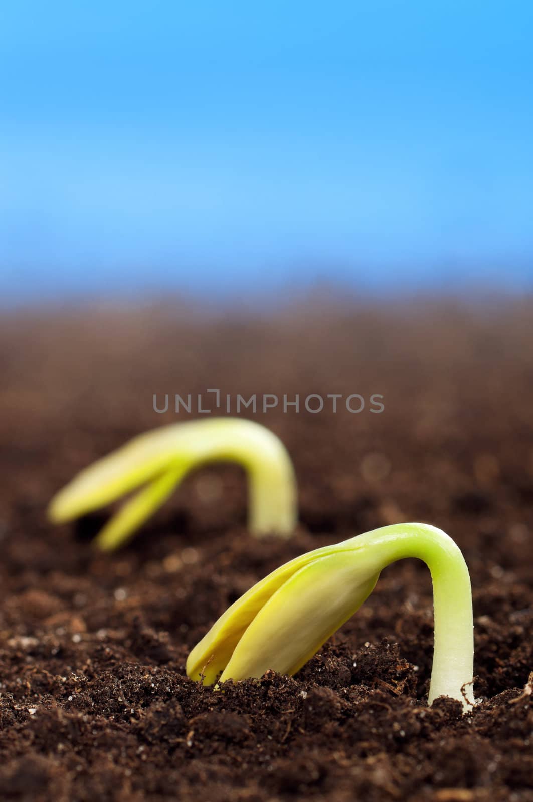 Close-up of seedling of a sunflower growing out of soil