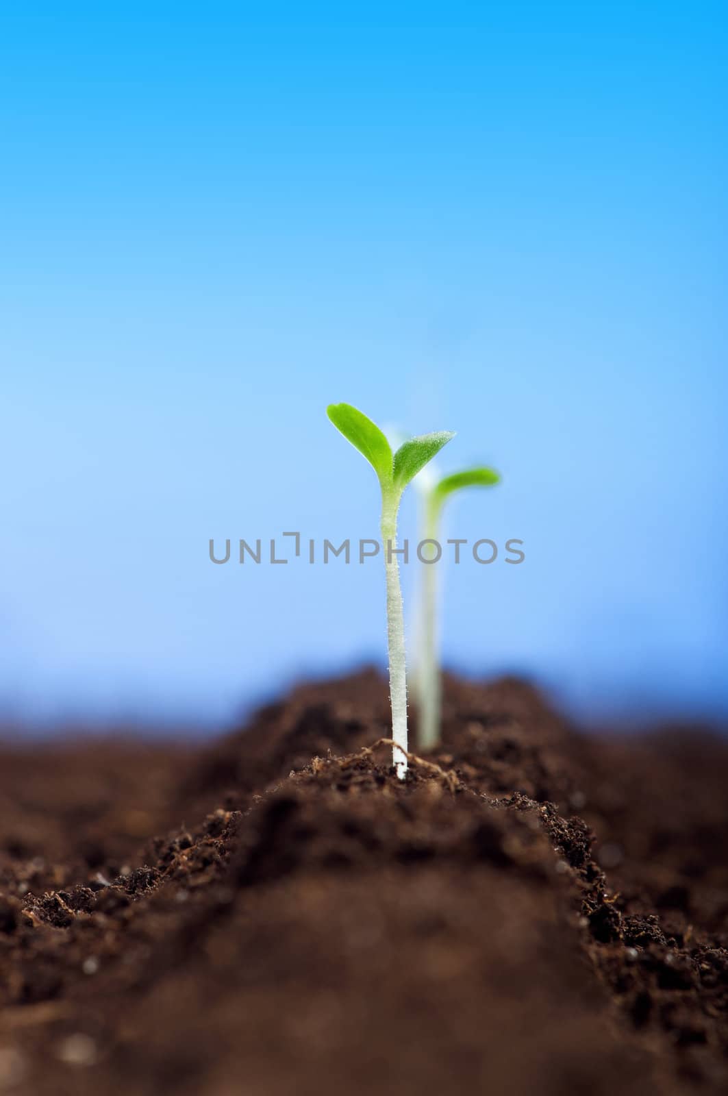 Close-up of green seedling growing out of soil