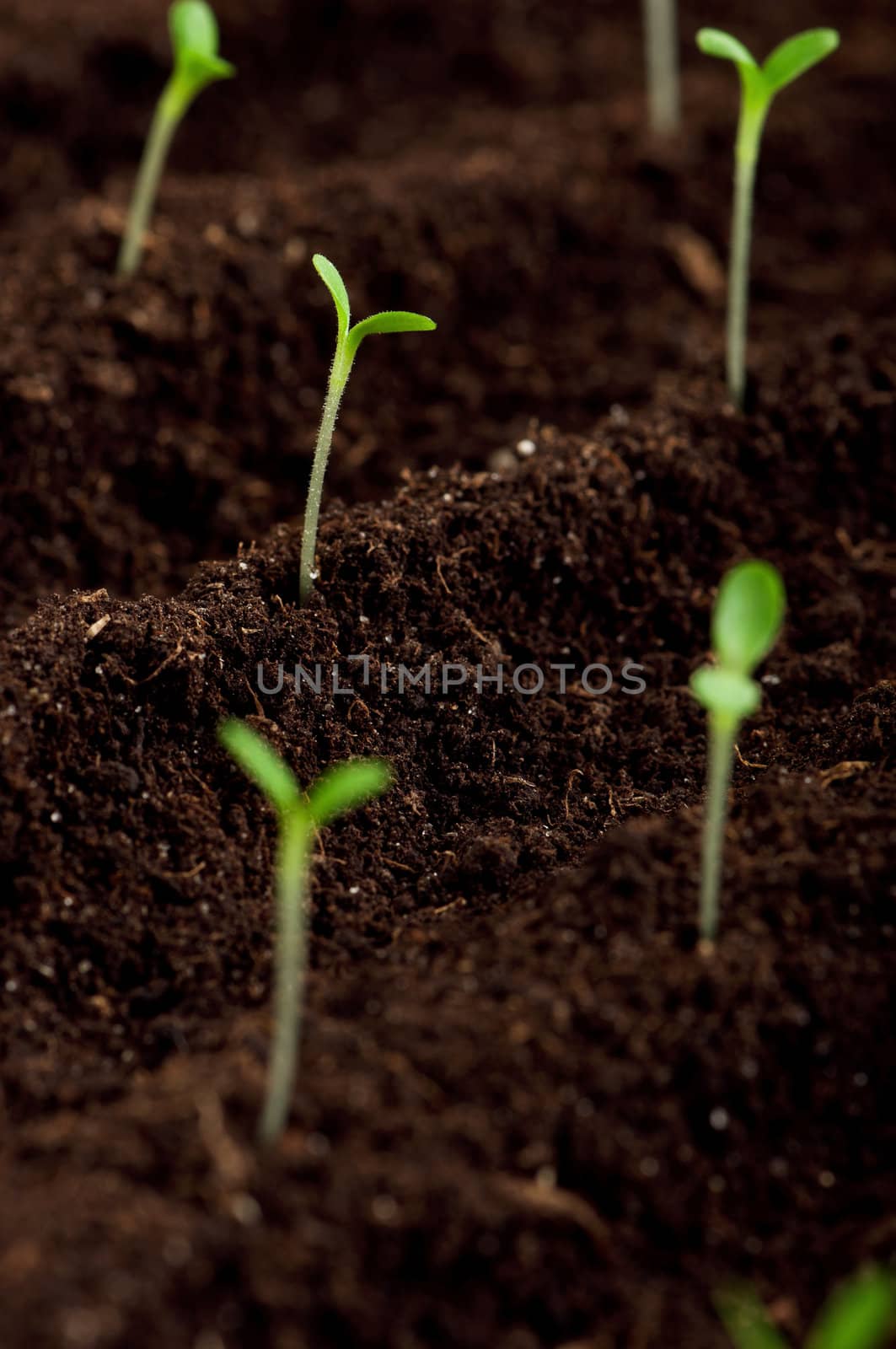 Close-up of green seedling growing out of soil