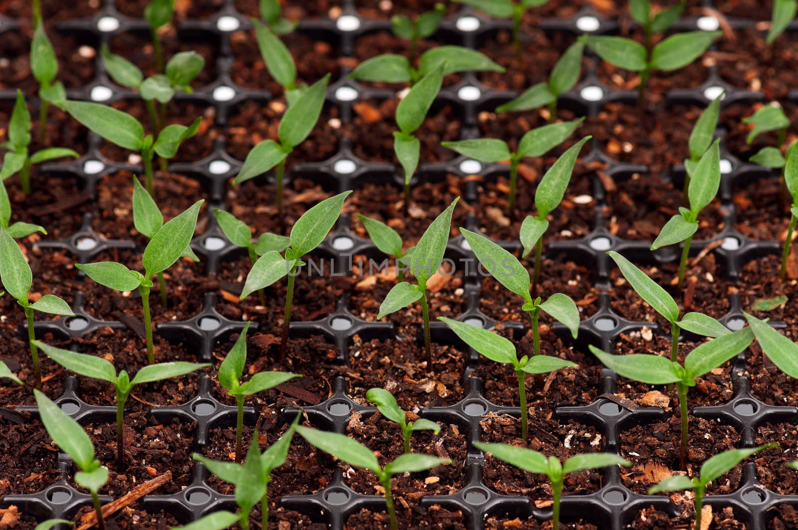 Close-up of green seedling growing out of soil