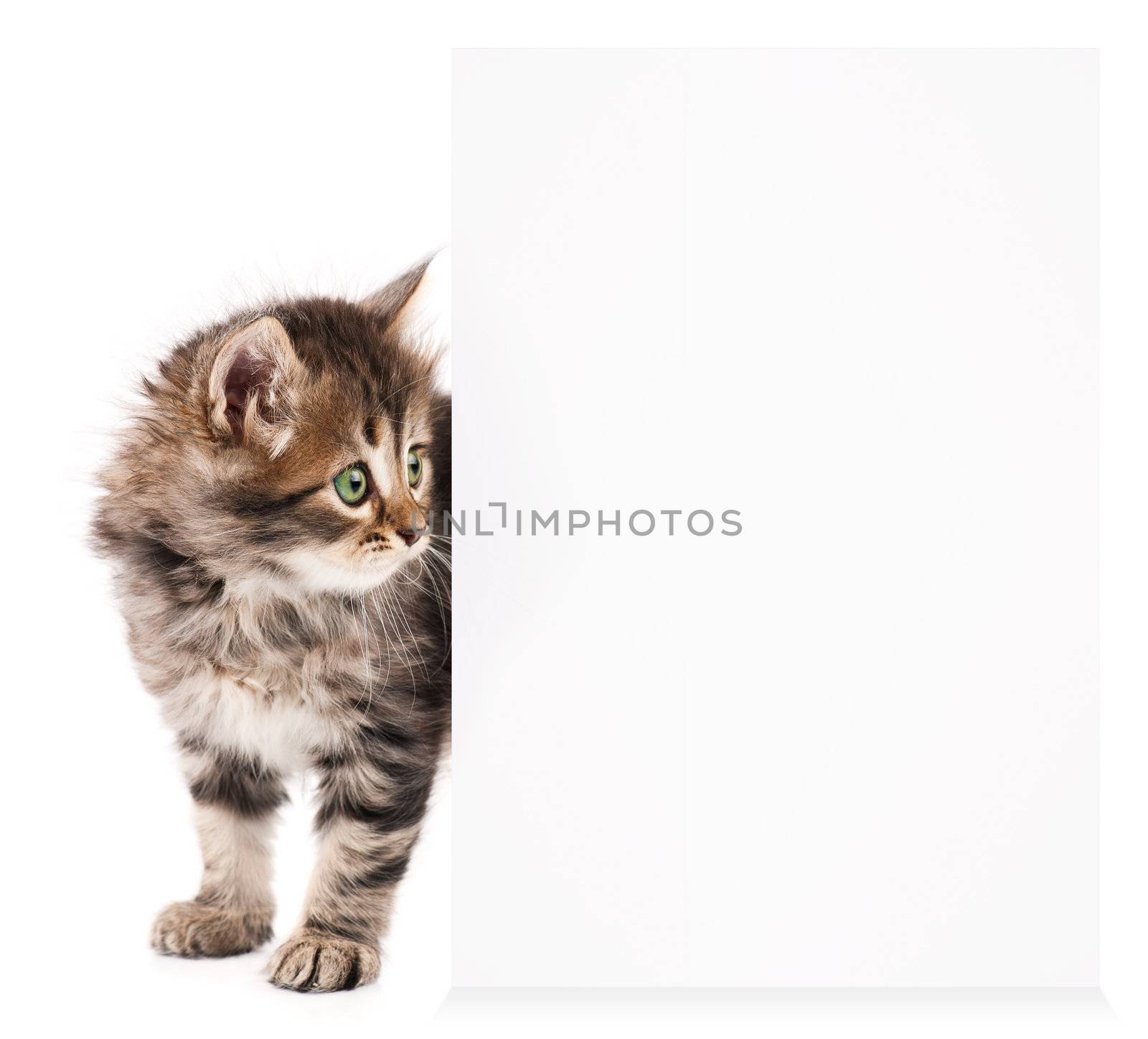 Pretty kitten peeking out of a blank sign, isolated on white background