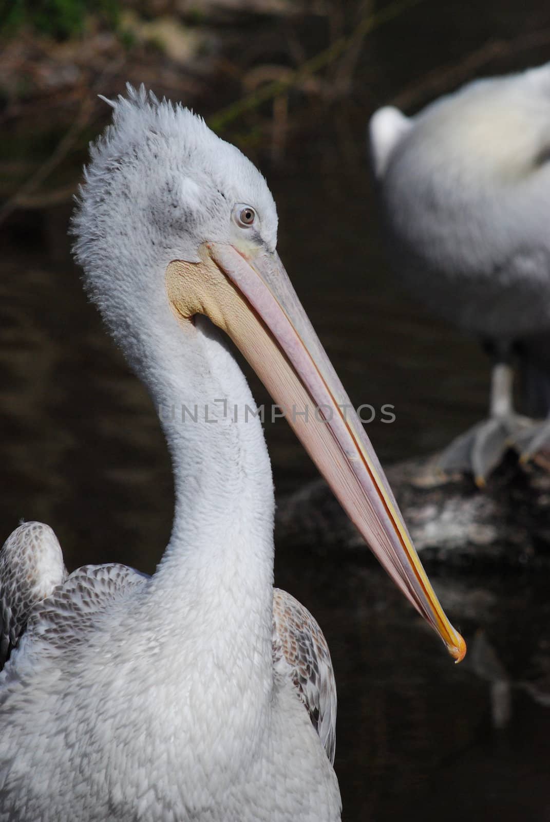 pelican