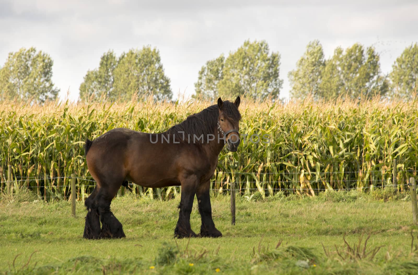 big brown horse on the grass and corn field behind