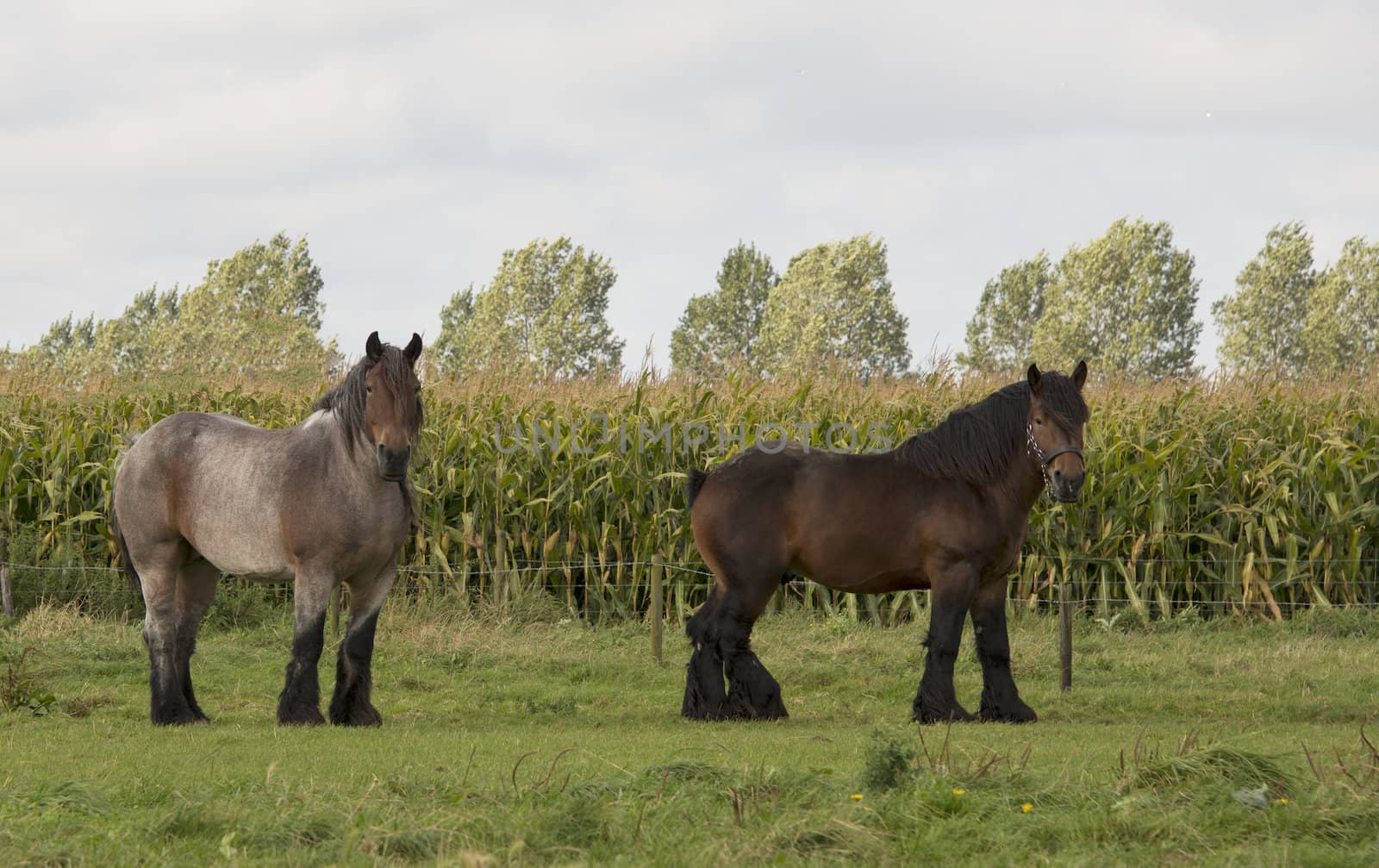 couple of belgium brown horses