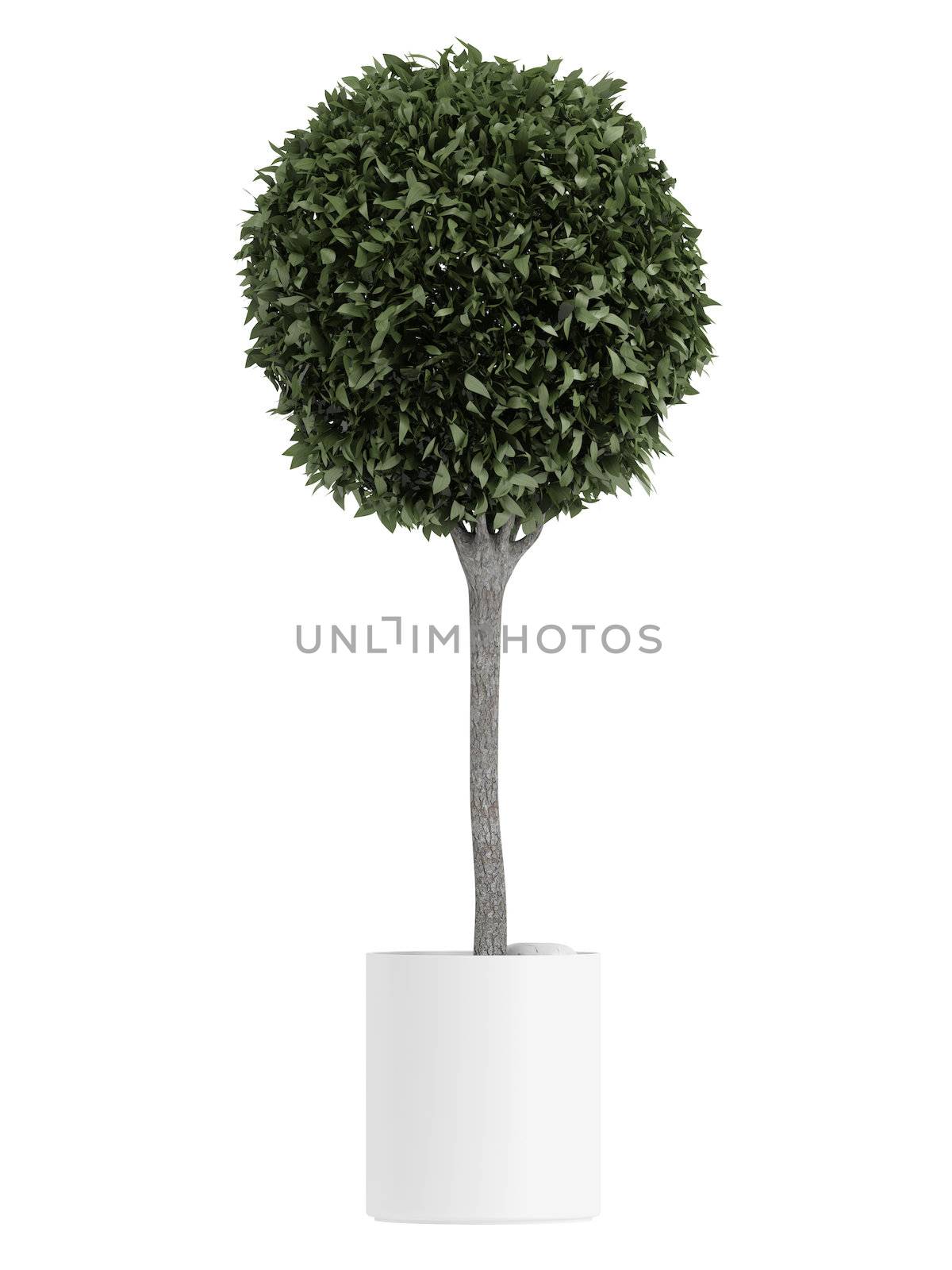 Myrtus topiary tree by AlexanderMorozov