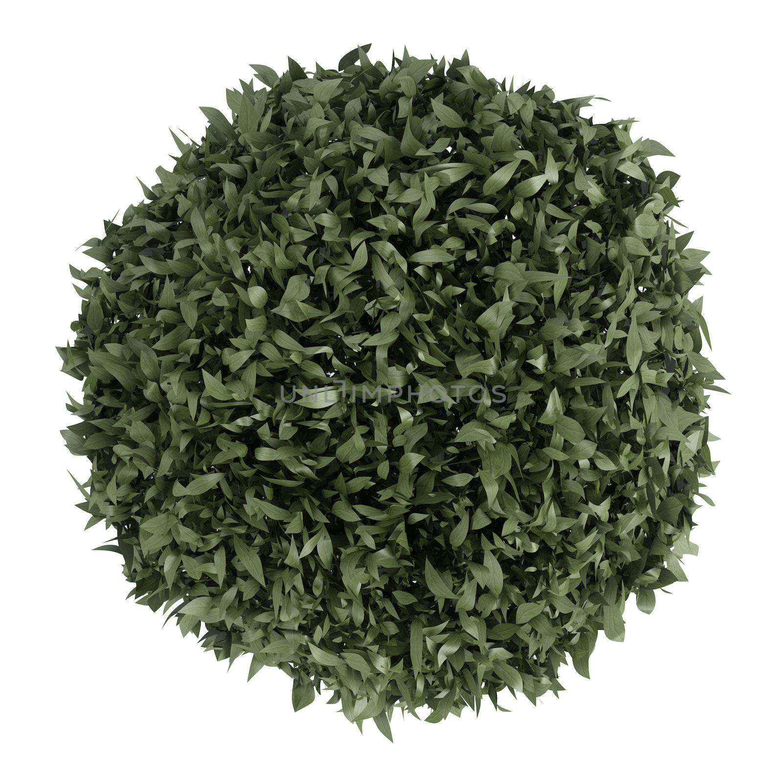 Myrtus, or myrtle, topiary tree carefully trimmed into a spherical crown in a container for use outdoors as a decorative garden element or indoors as a houseplant isolated on white
