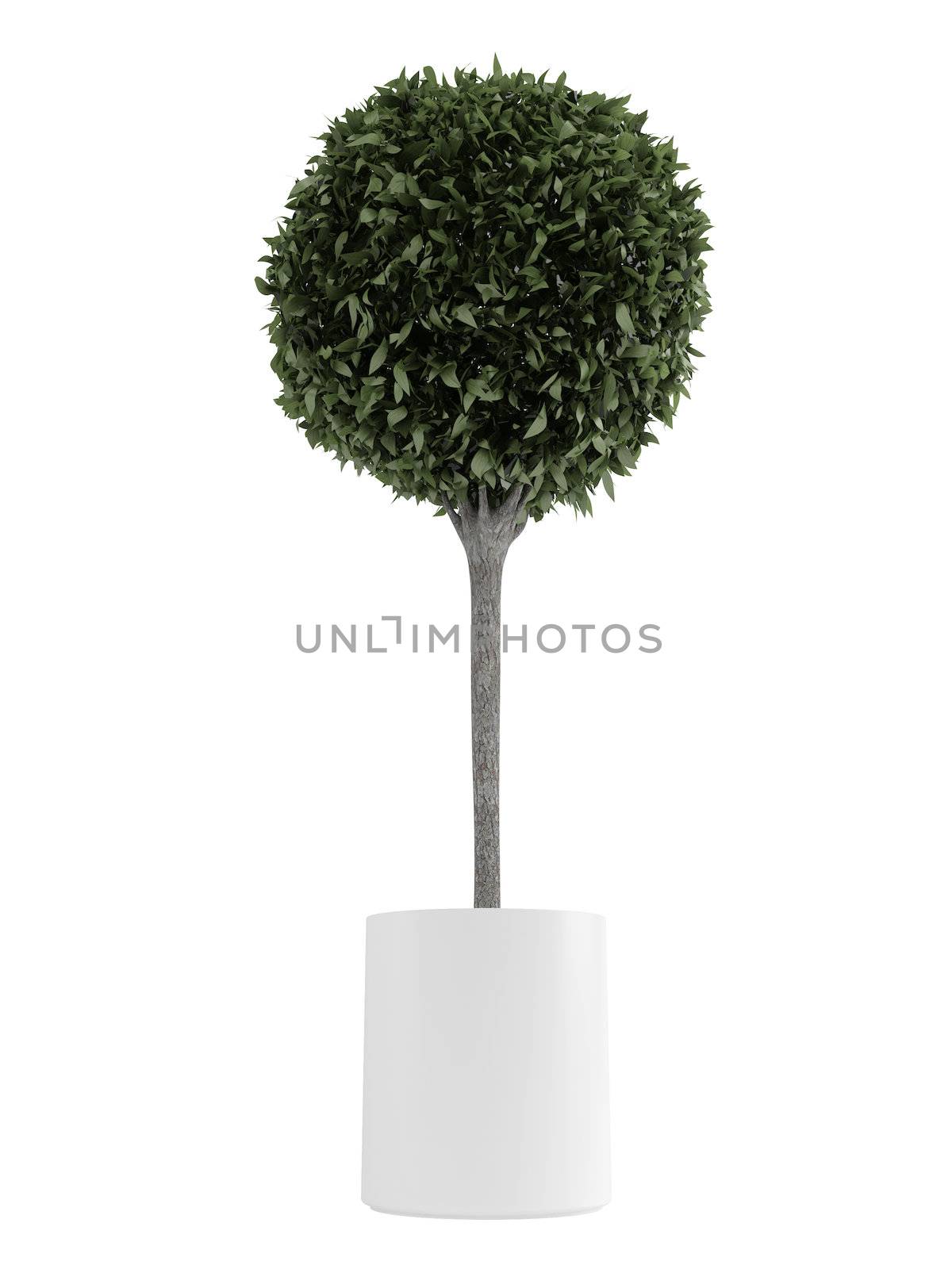 Myrtus topiary tree by AlexanderMorozov