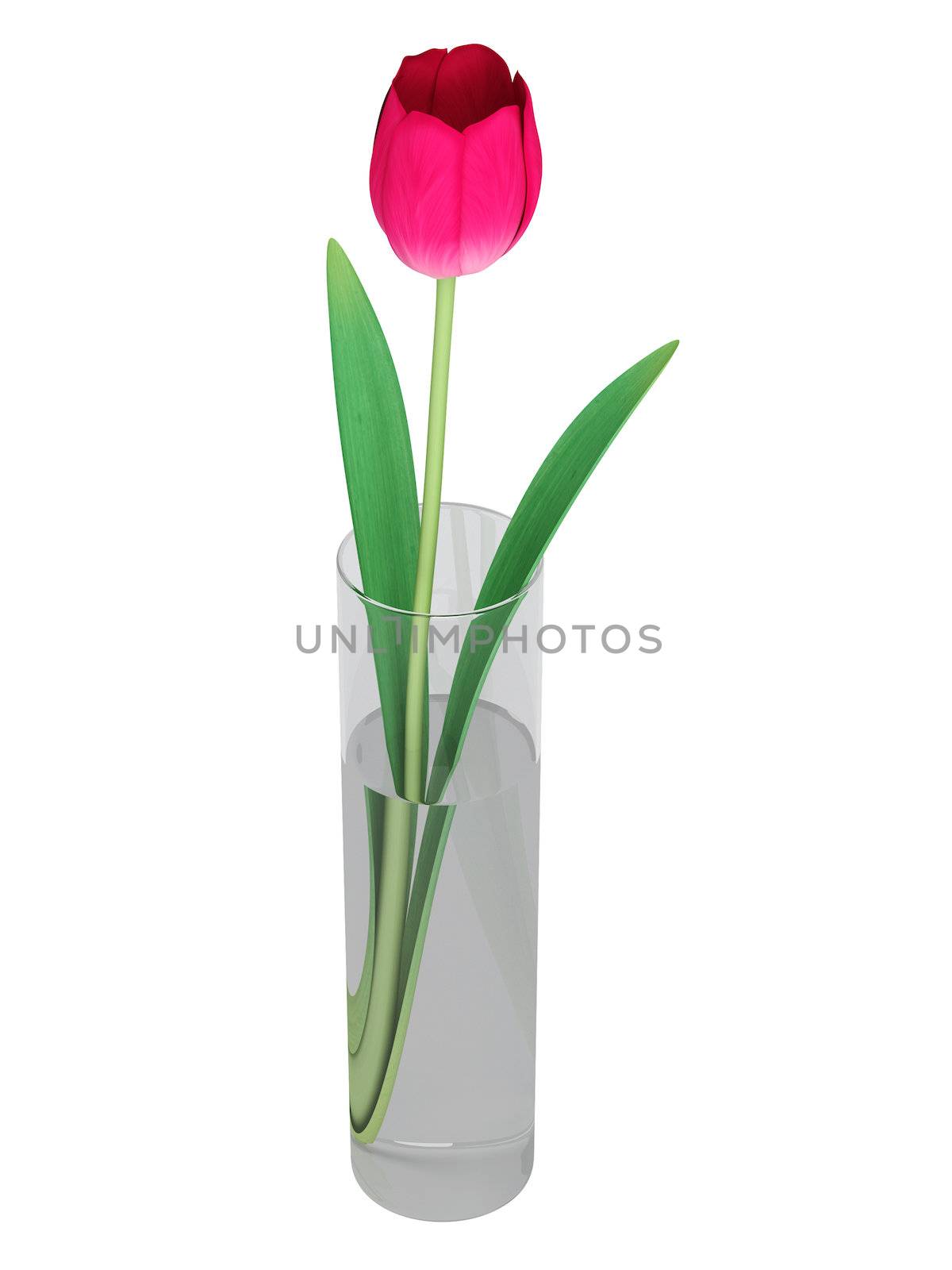 Single perfect pink cut tulip in a glass vase for indoor decoration isolated on white