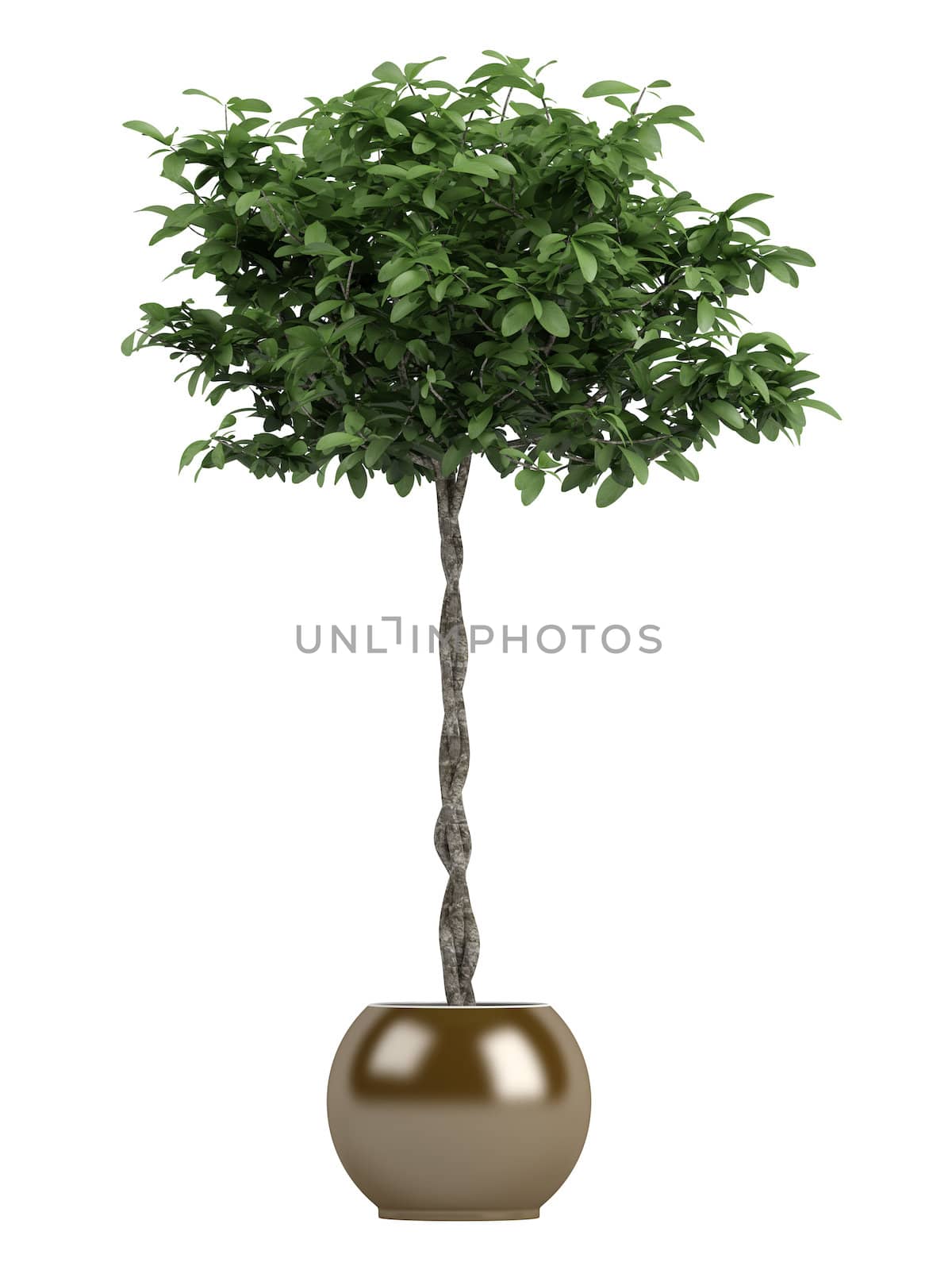 Pachira or money tree with a braided trunk growing in a container as a symbol of good fortune in the house or business isolated on white