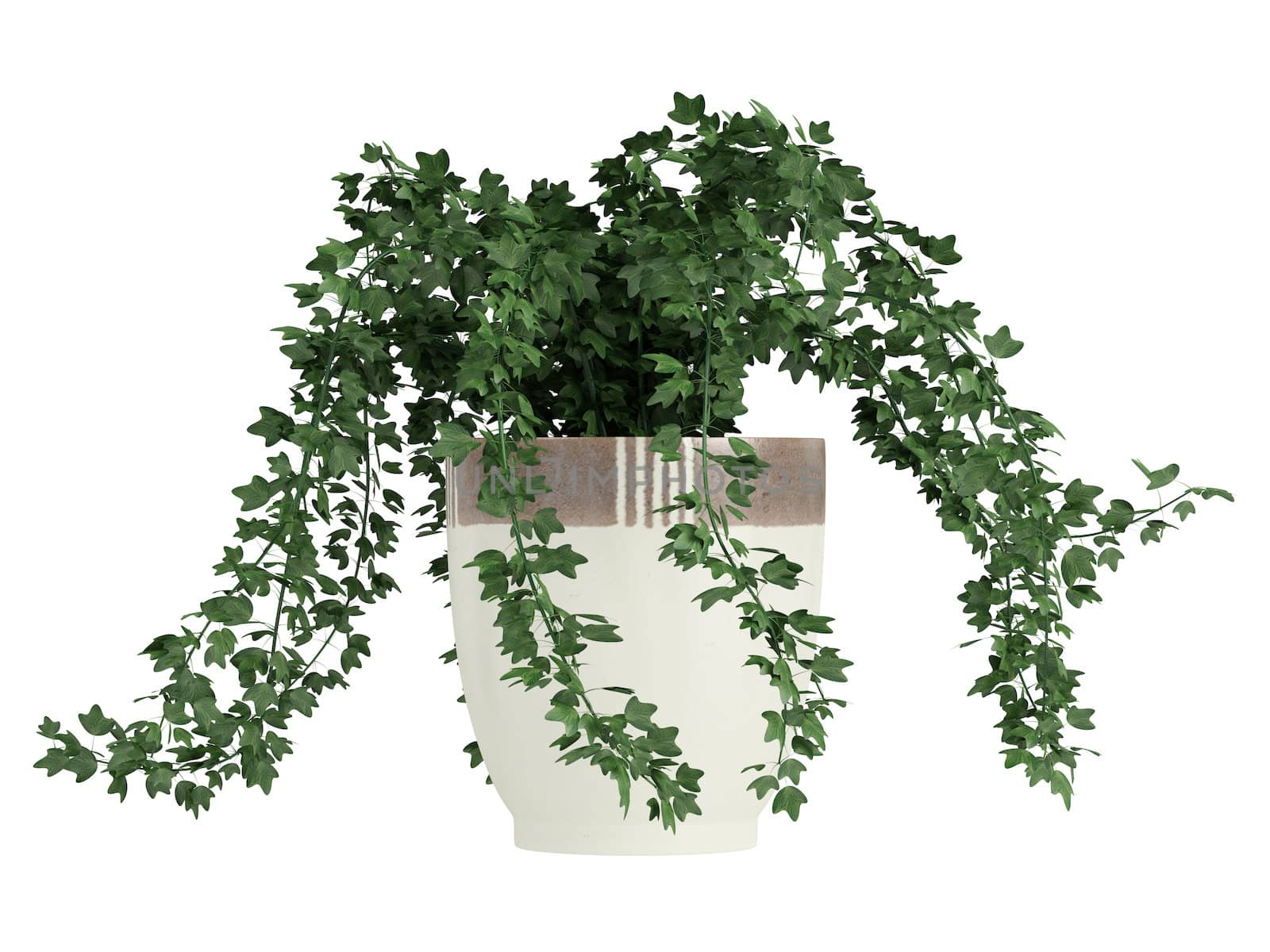 Potted ivy plant trailing over the edges of a ceramic a container for use indoors as a decorative houseplant isolated on white