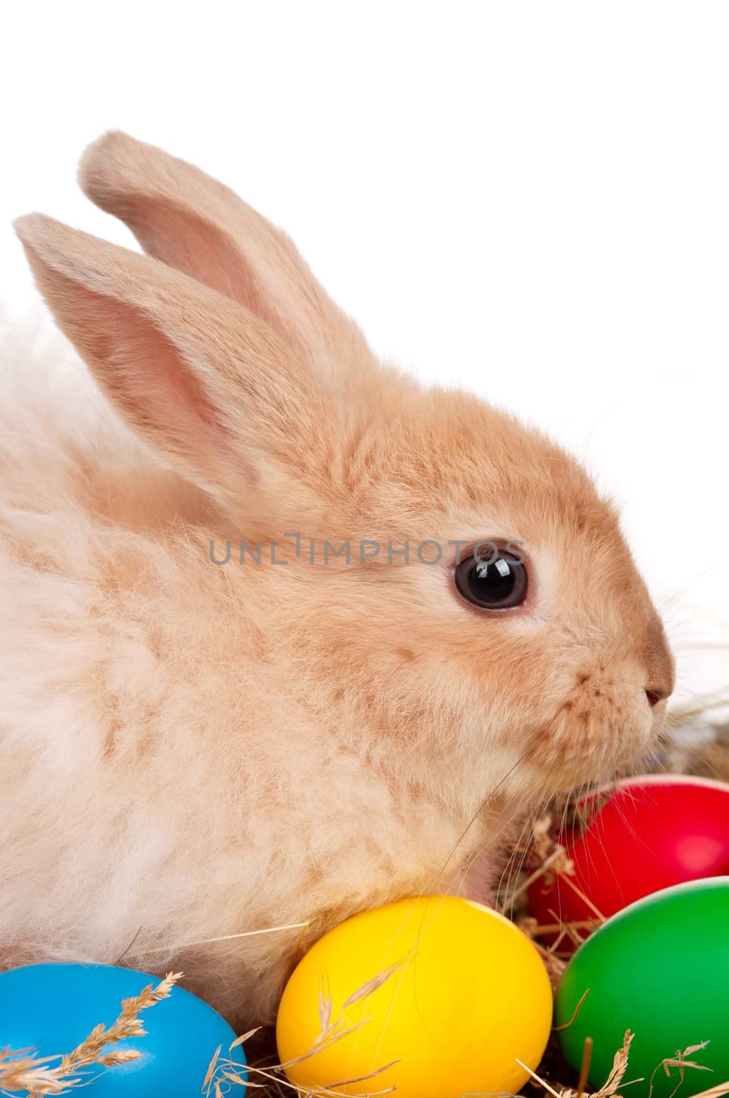 Rabbit with Easter eggs by fotostok_pdv