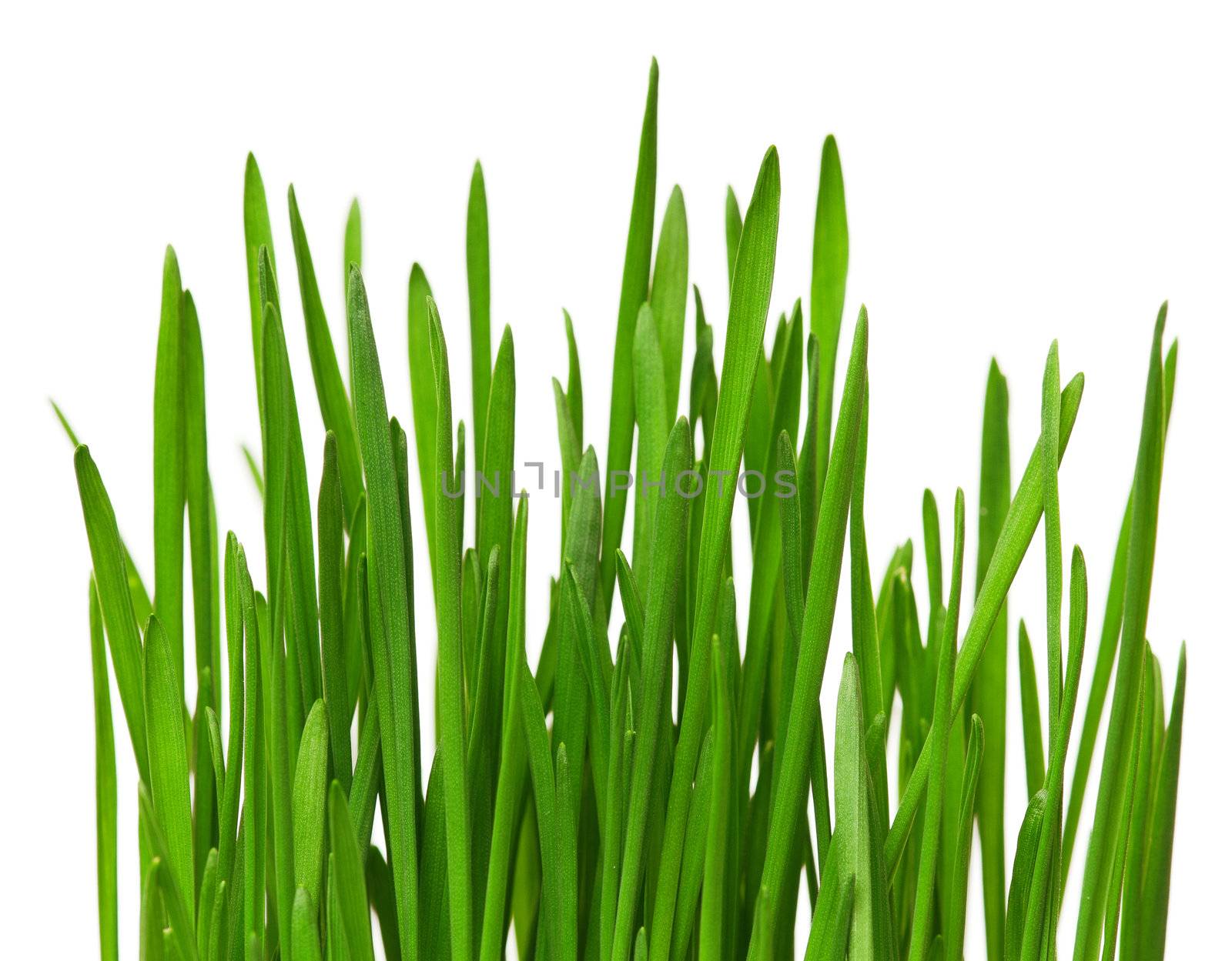 Fresh green wheat grass isolated on white background