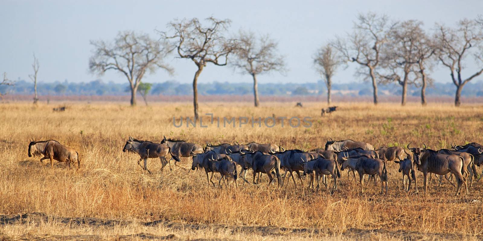 Wildebeest standing in the savannah in Mikumi, Tanzania