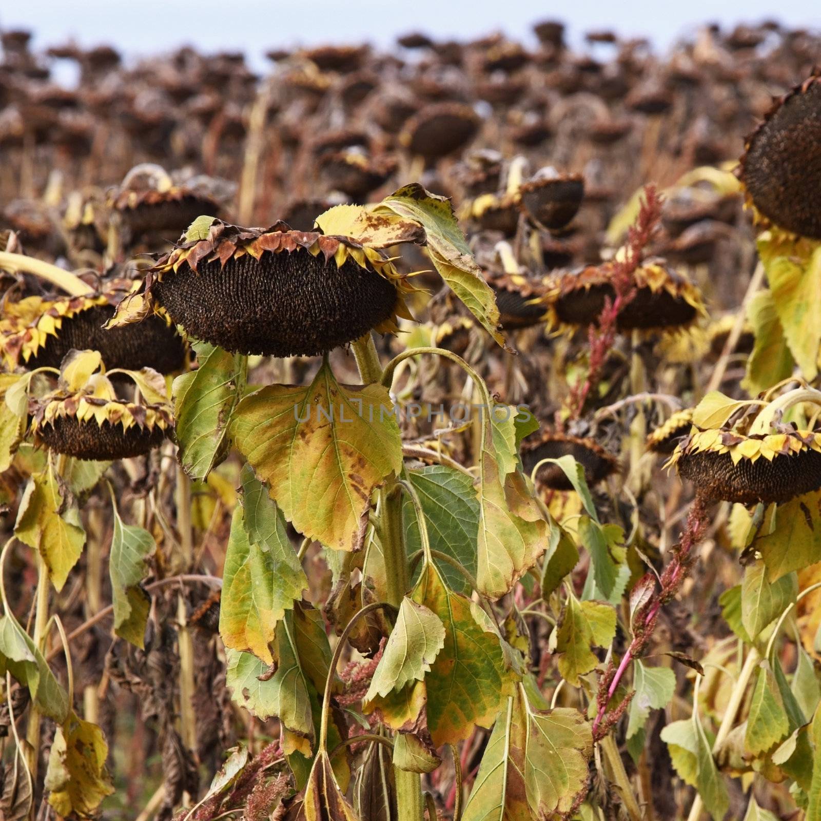 A field of ripened sunflowers ready for the harvesting of their seeds