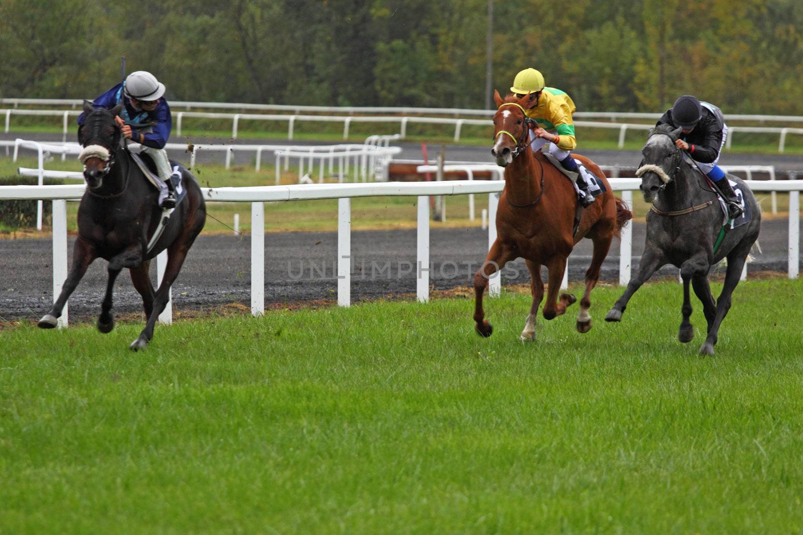 CASTERA-VERDUZAN, FRANCE - OCTOBER 4: The leader watches his rivals as they  sprint up the home straight in a race at the Baron hippodrome Castera Verduzan, France on October 4, 2010