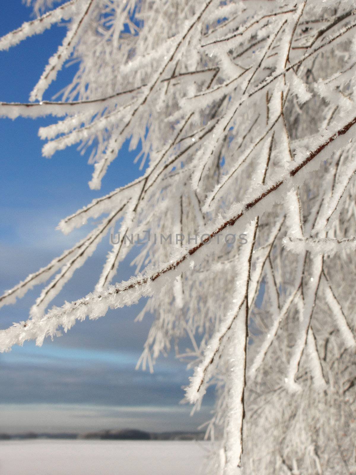 Frozen tree branches on winter by anterovium