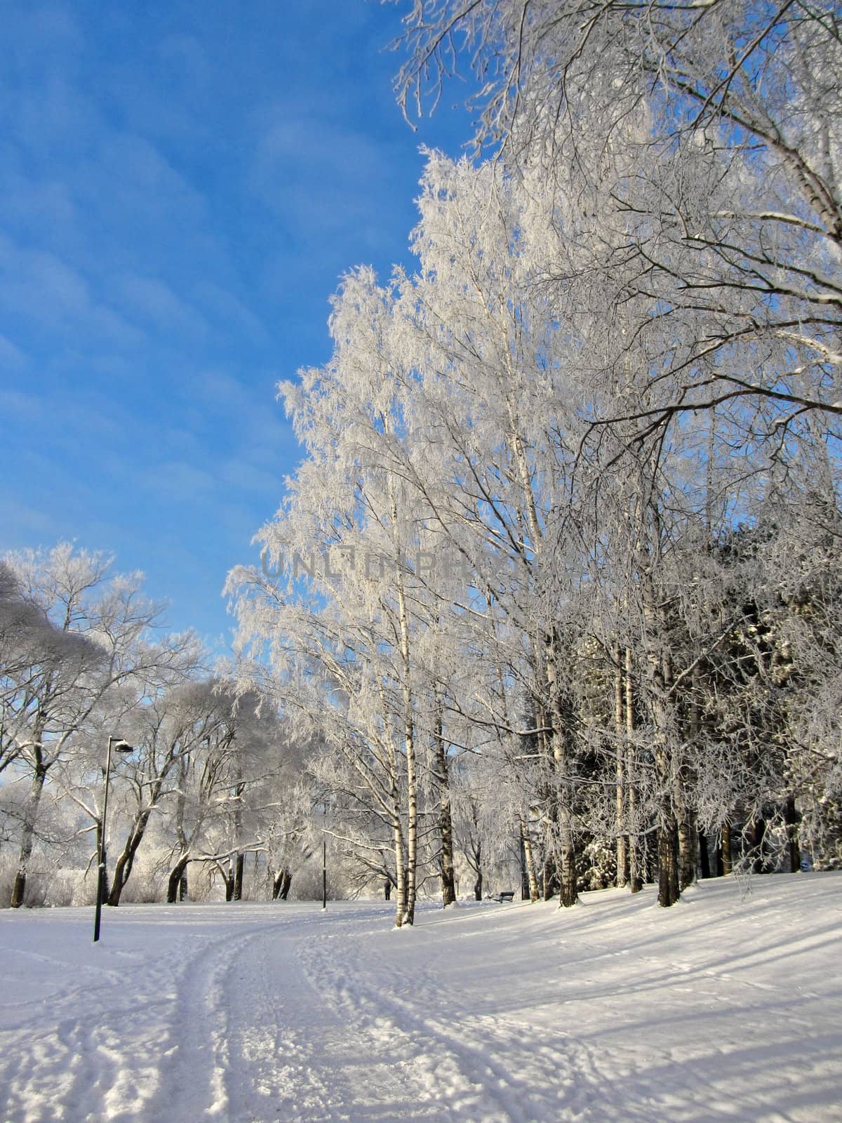 Snowy park frozen trees background by anterovium
