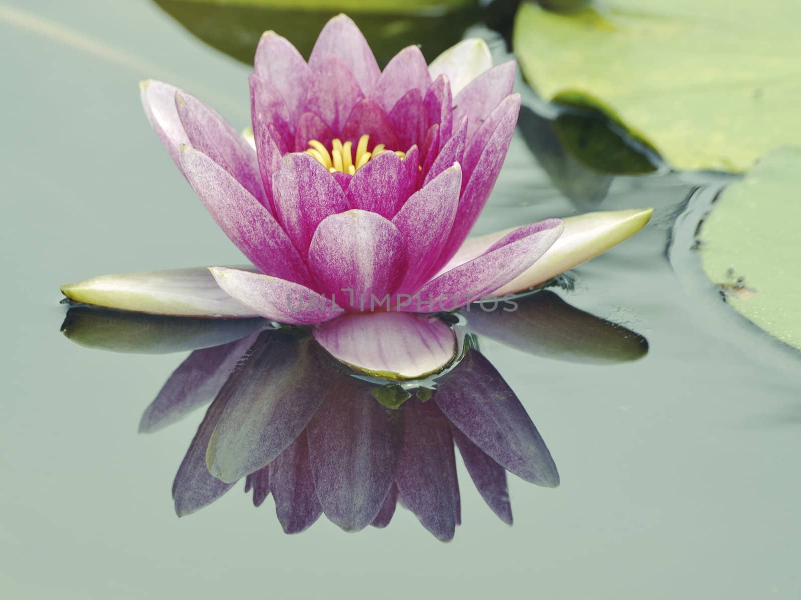 light key image of blossom lotus flower in Japanese pond; focus on flower