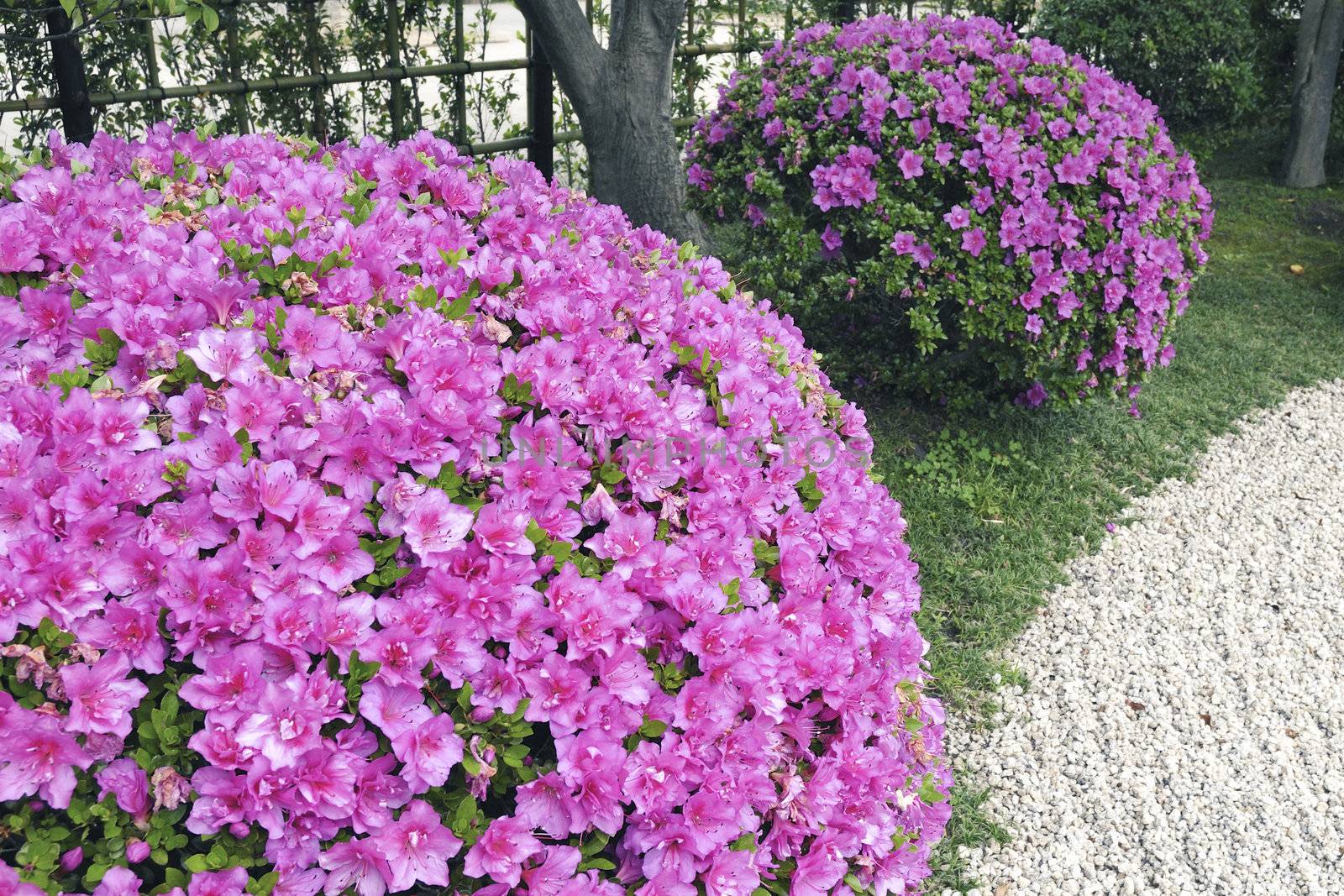 pink blossom azalea bushes in Japanese stone garden; focus on front bush