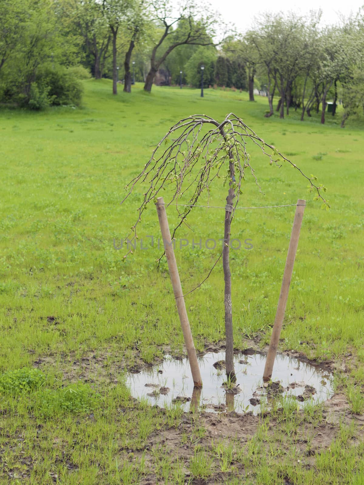 cultivated tiny tree stem with fresh spring leafs on the green park meadow