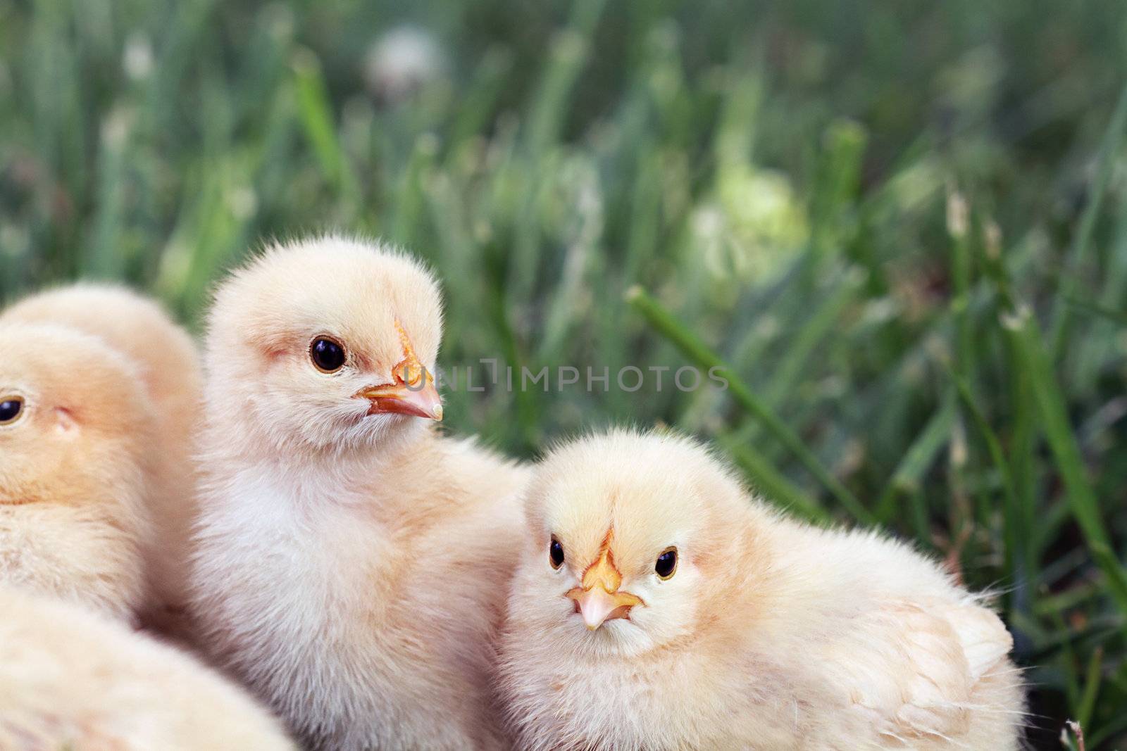 Little Buff Orpington chicks sitting huddled together in the grass. Extreme shallow depth of field. 