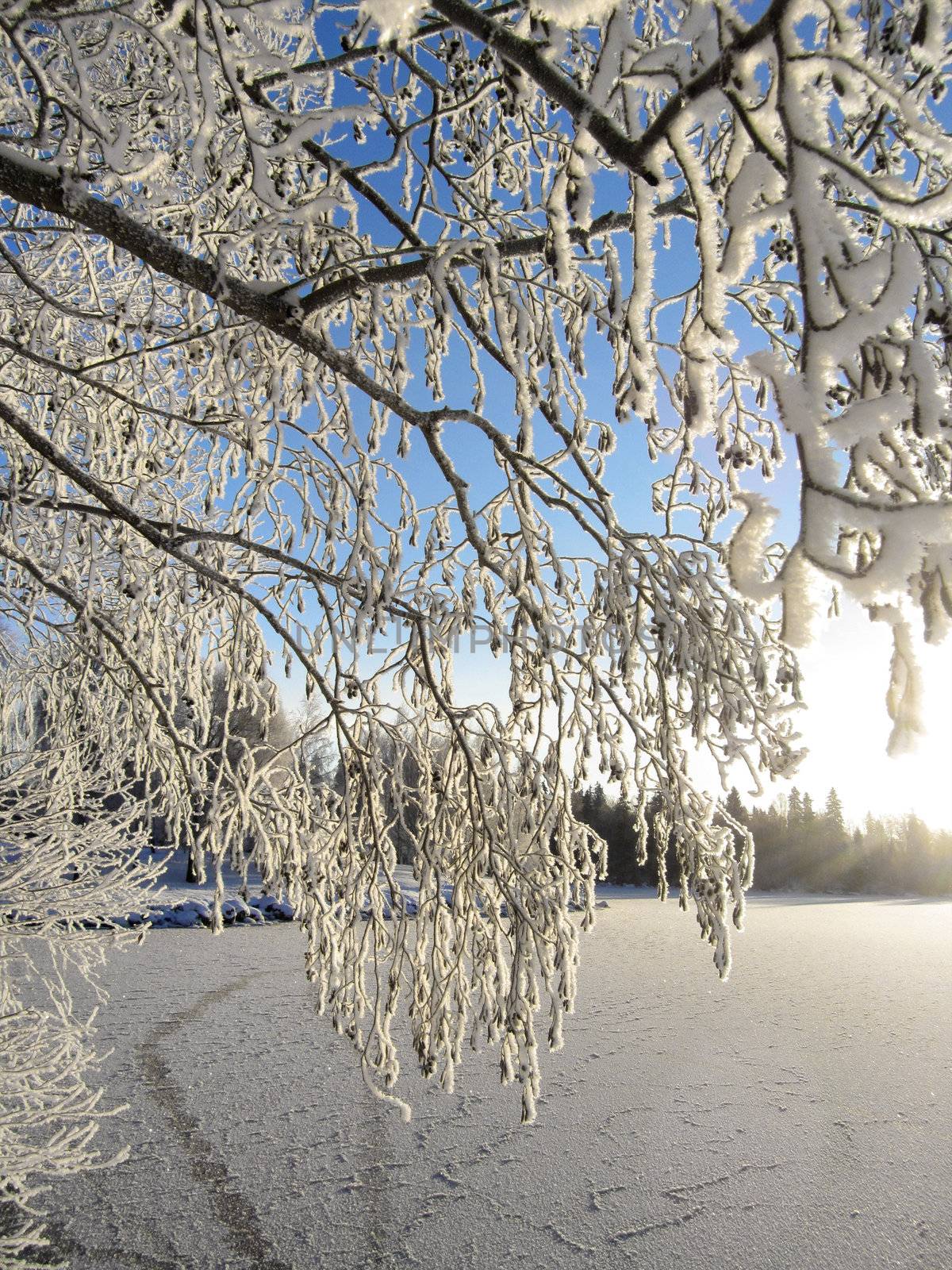 Winter snowy branches tree near frozen lake 