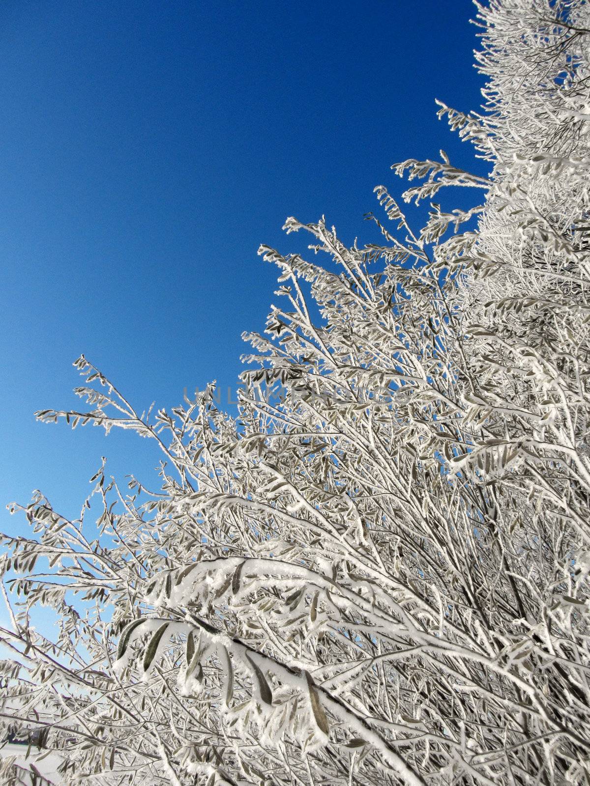Frozen twigs snowy winter branches by anterovium