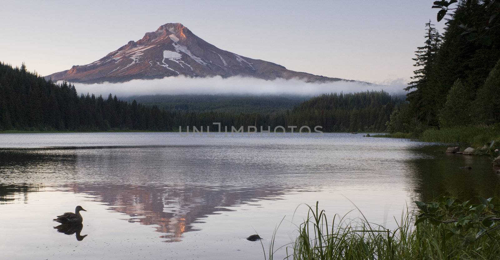 Duck on Trillium Lake by ChrisBoswell