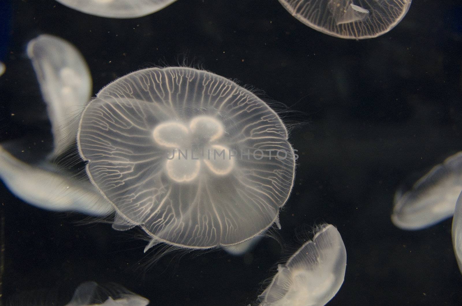 Jellyfish, Aurelia aurita, swimming in a water tank