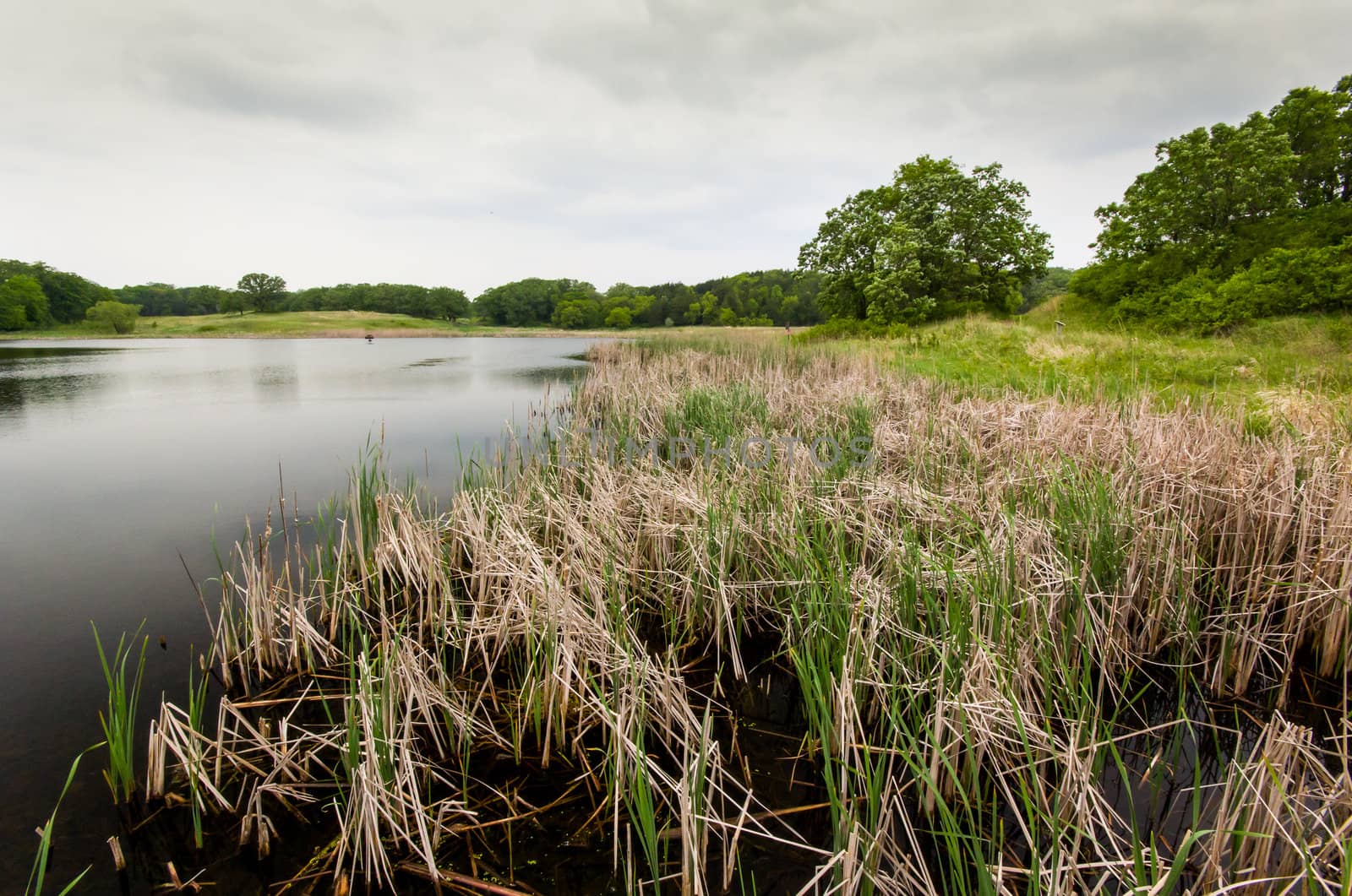 Natural Wetlands at Sibley State Park, Minnesota.