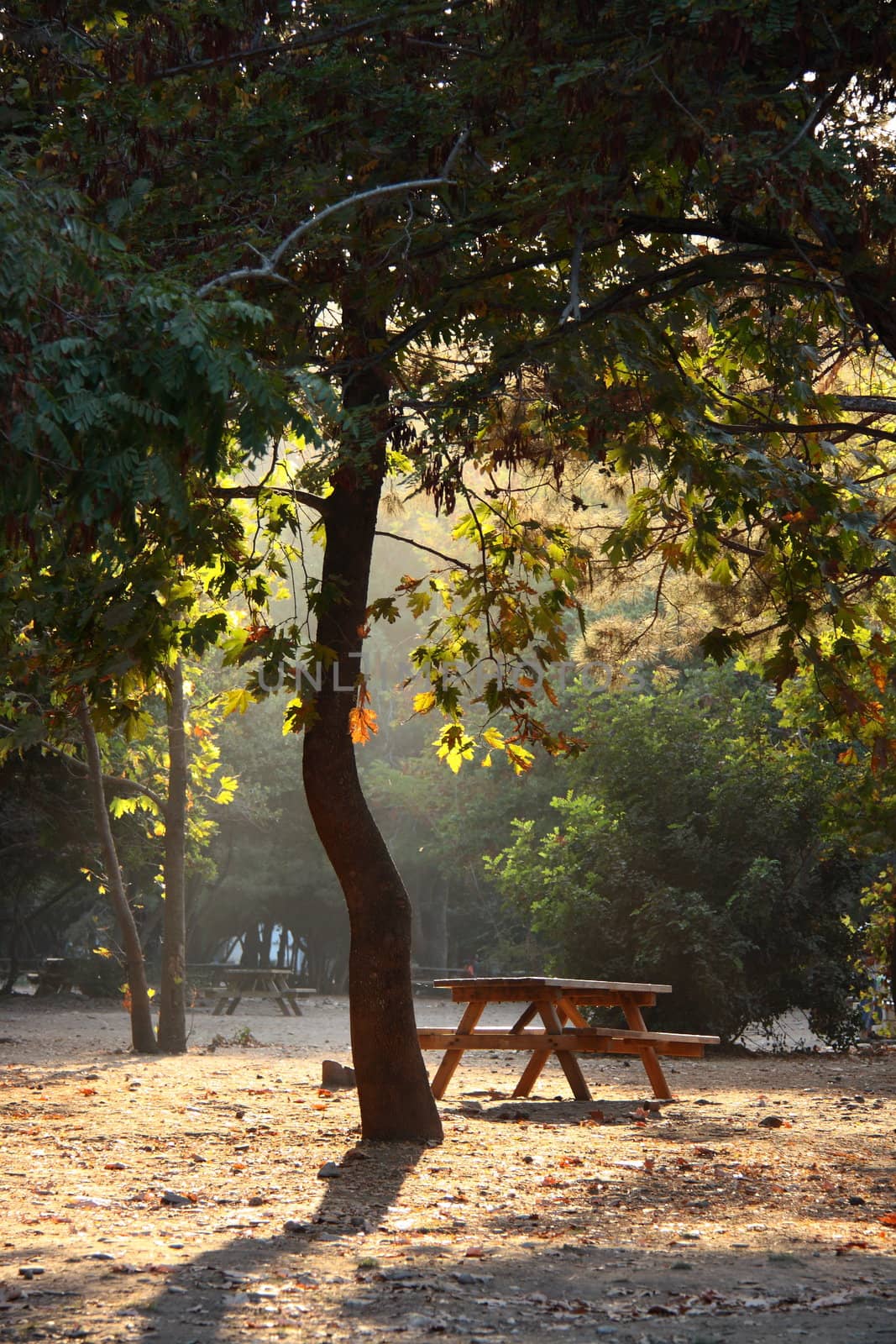 picnic on wood table under tree by mturhanlar