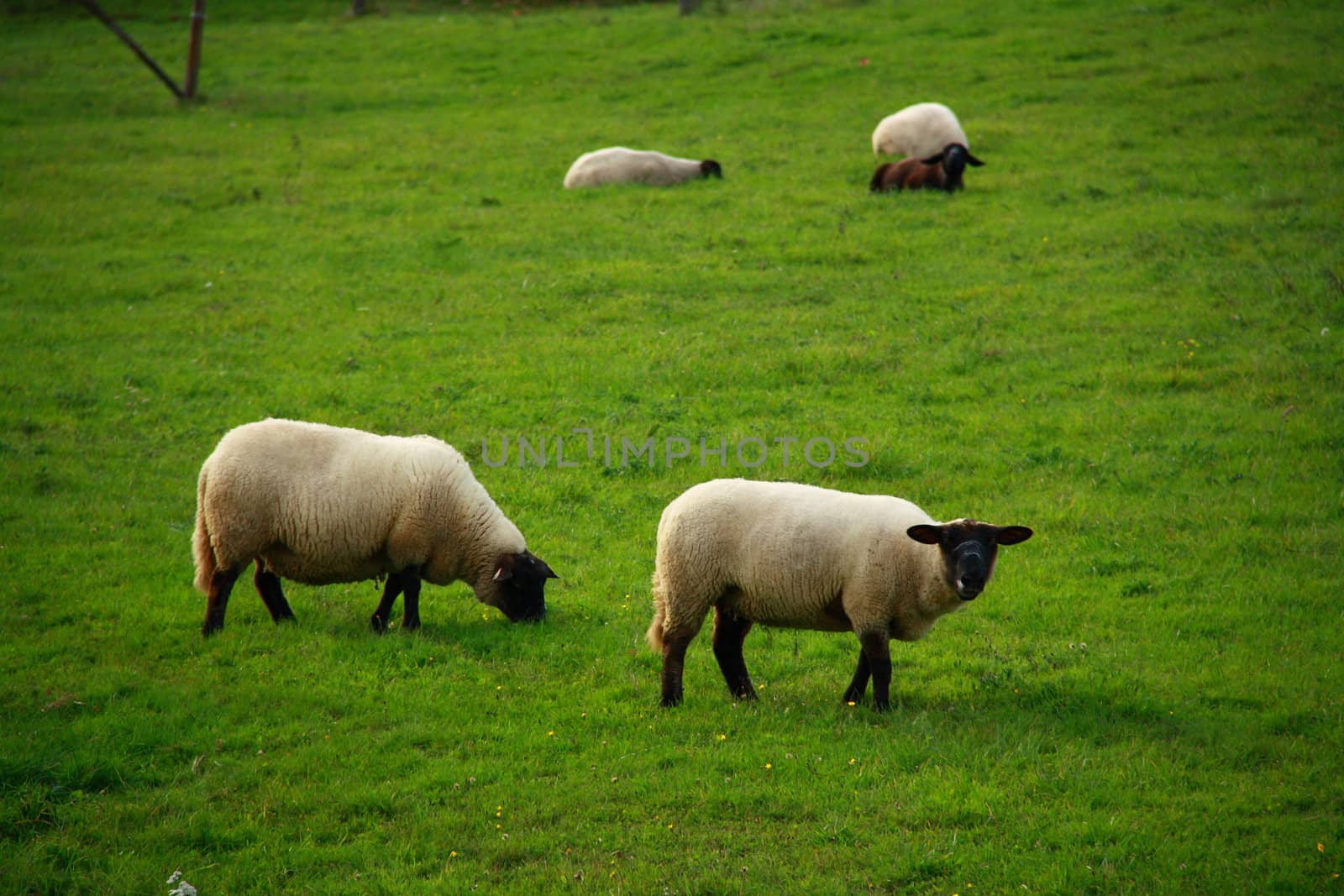 sheeps eating grass in farm from france