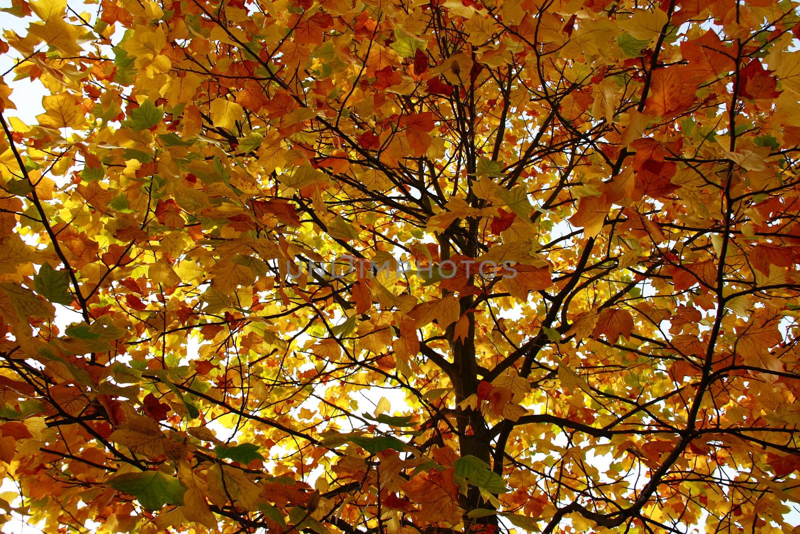 yellow leaves on tree in autumn for background
