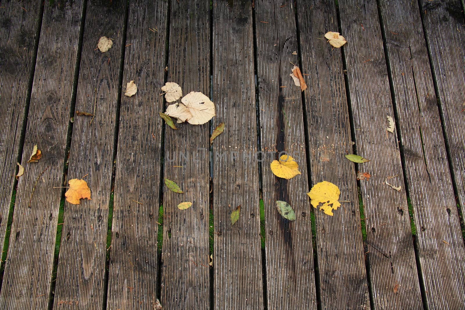 fallen leafs on board in autum for background