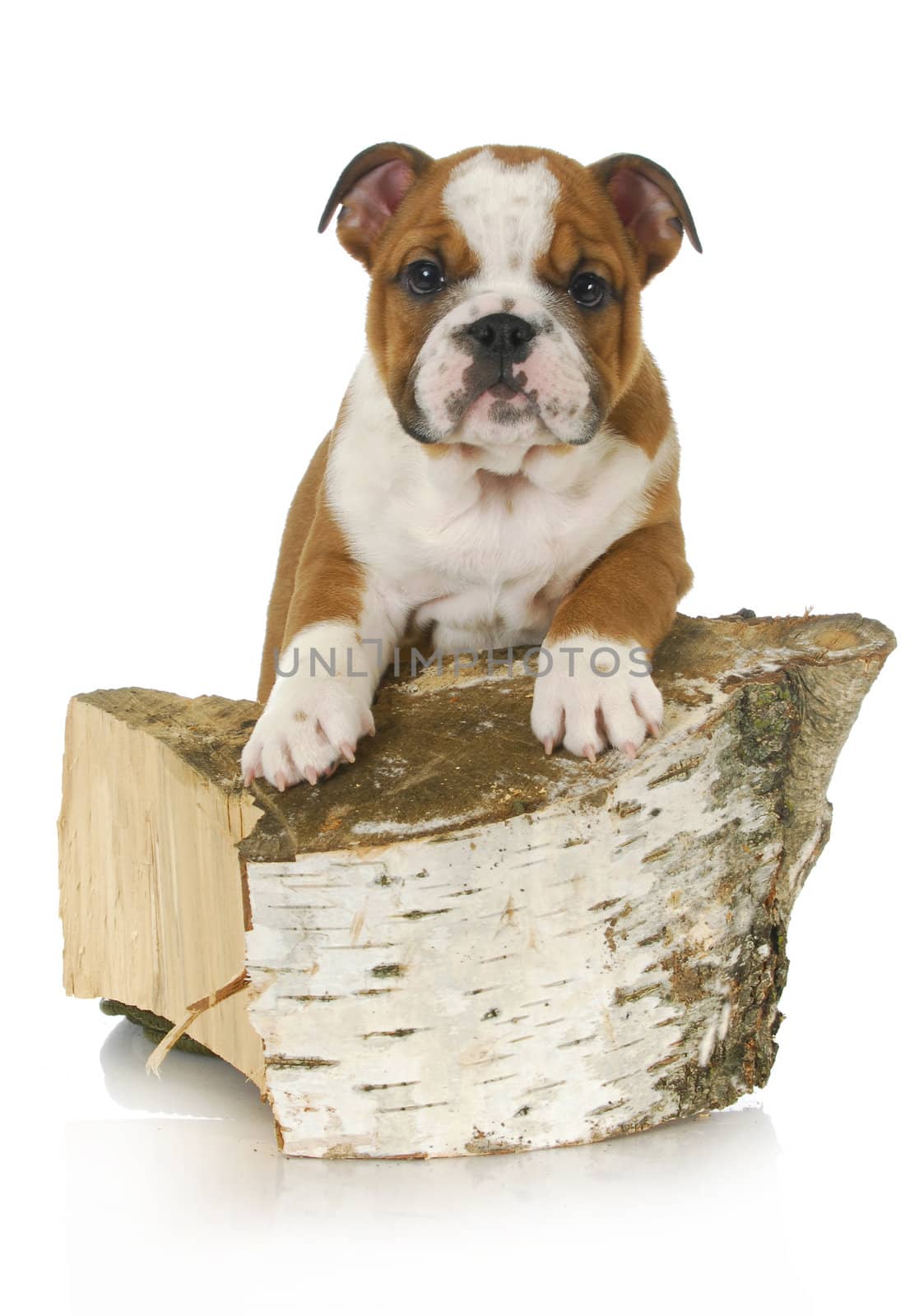 active puppy - english bulldog puppy climbing on a piece of wood on white background