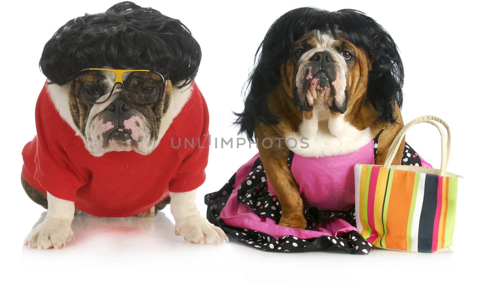 dog husband and wife - english bulldog man and woman wearing clothing isolated on white background