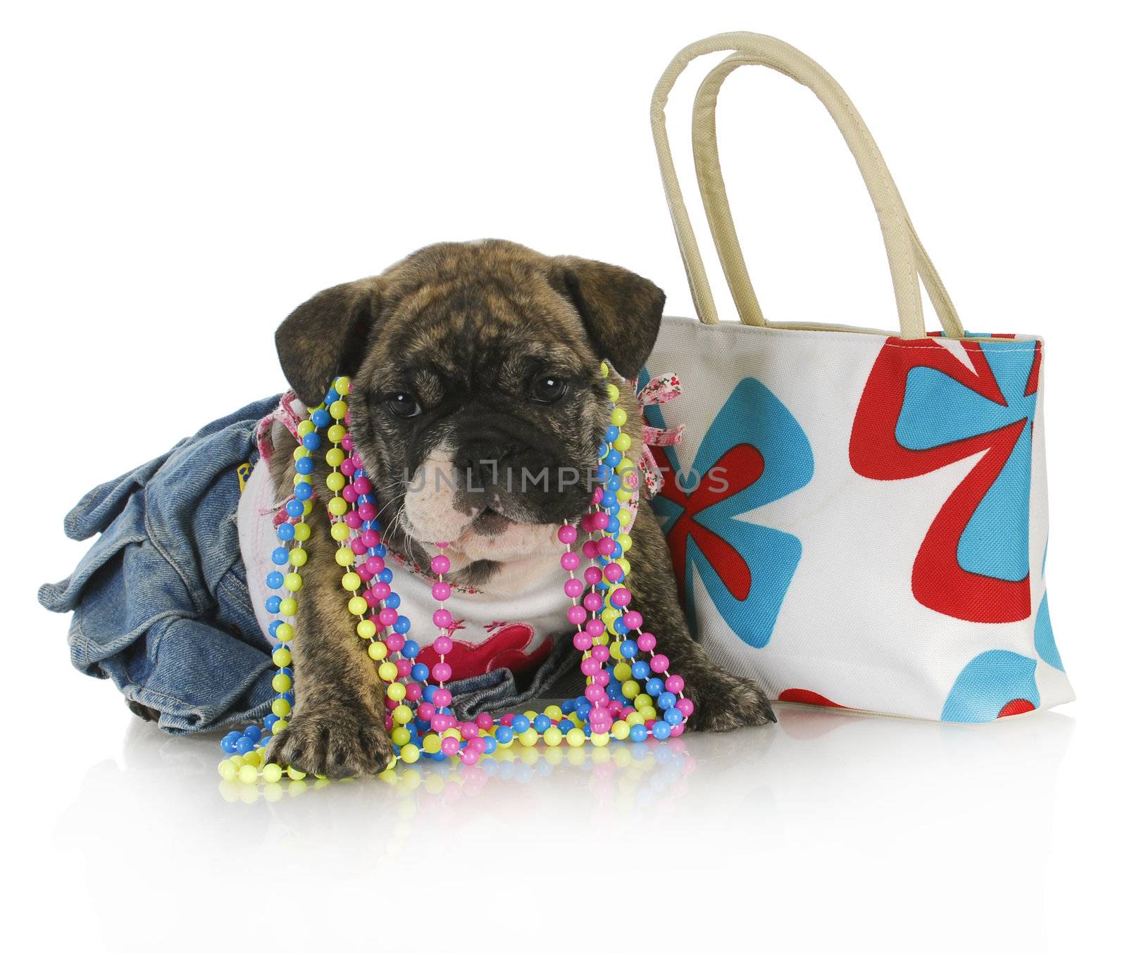 female puppy - english bulldog female puppy dressed up with purse isolated on white background