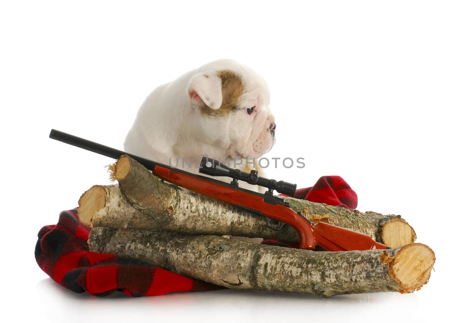 hunting dog - english bulldog puppy sitting behind wooden logs with shotgun
