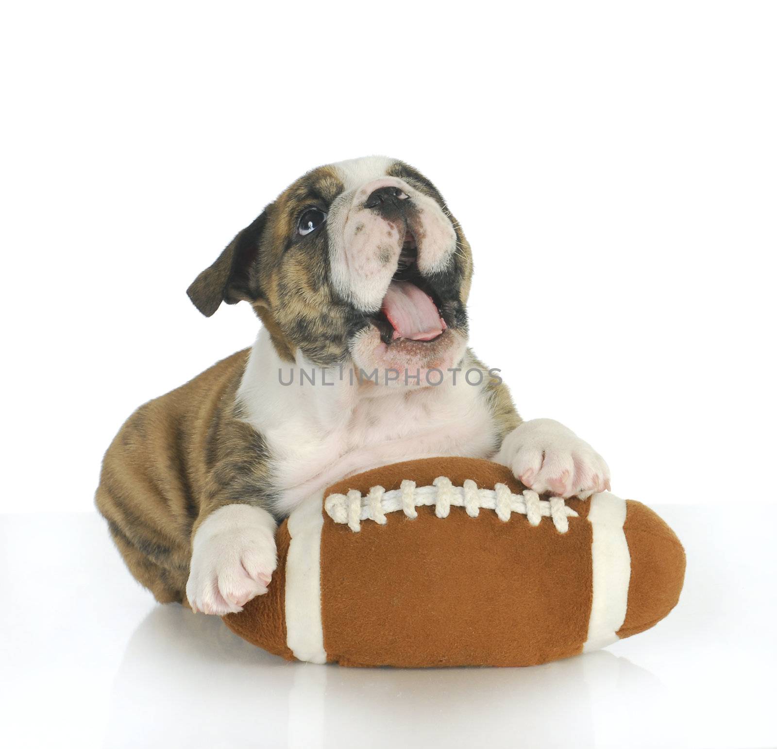 playful puppy - english bulldog puppy with football isolated on white background